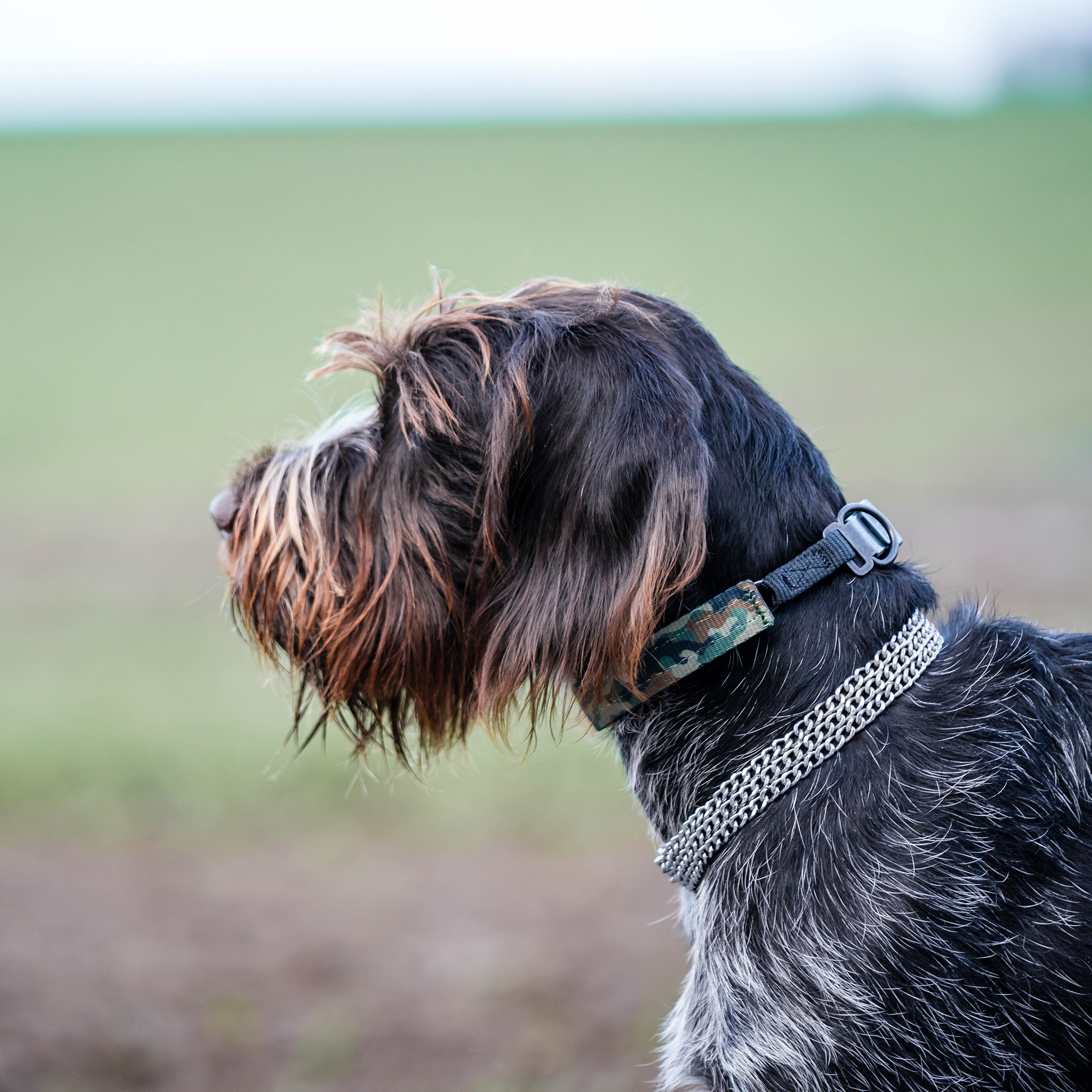 Hund mit Dressurhalskette in Camouflage Verkelidung und 3-reihigen Edelstahl Kettenhalsband