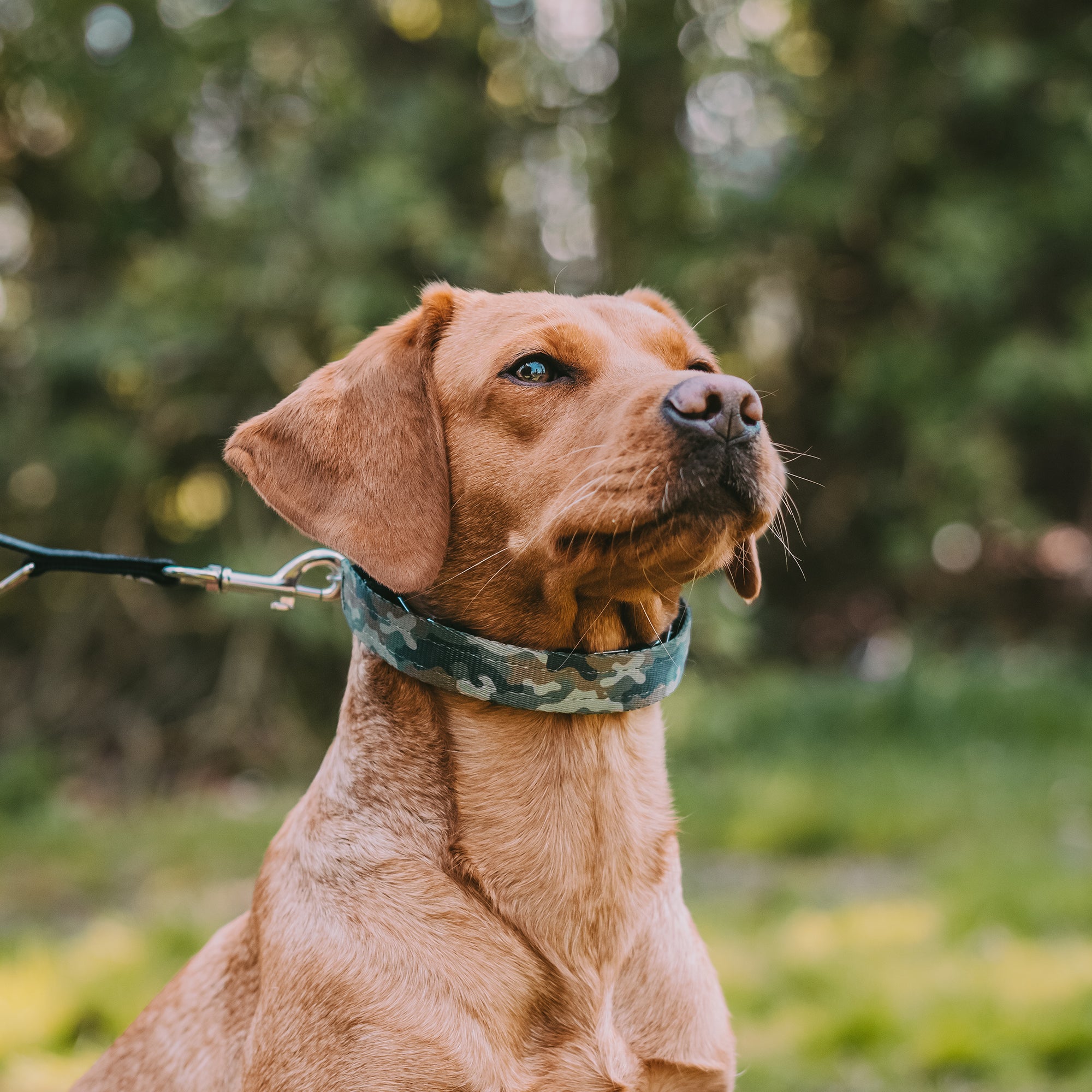Hund mit Dressurhalskette in Camouflage Verkelidung