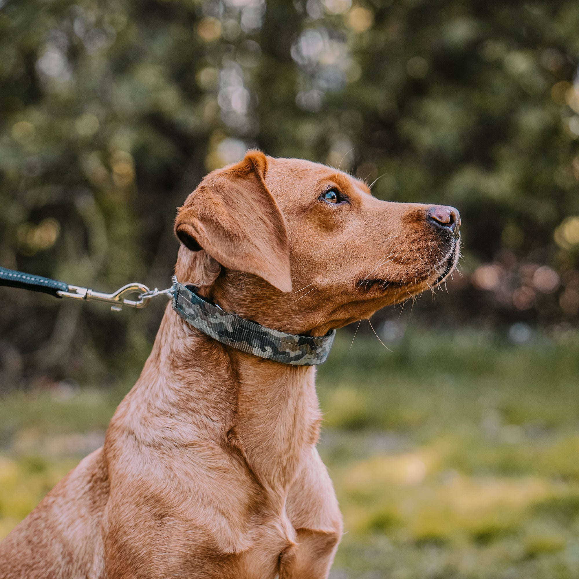 Hund mit Edelstahl Dressurhalskette in Camouflage Verkleidung