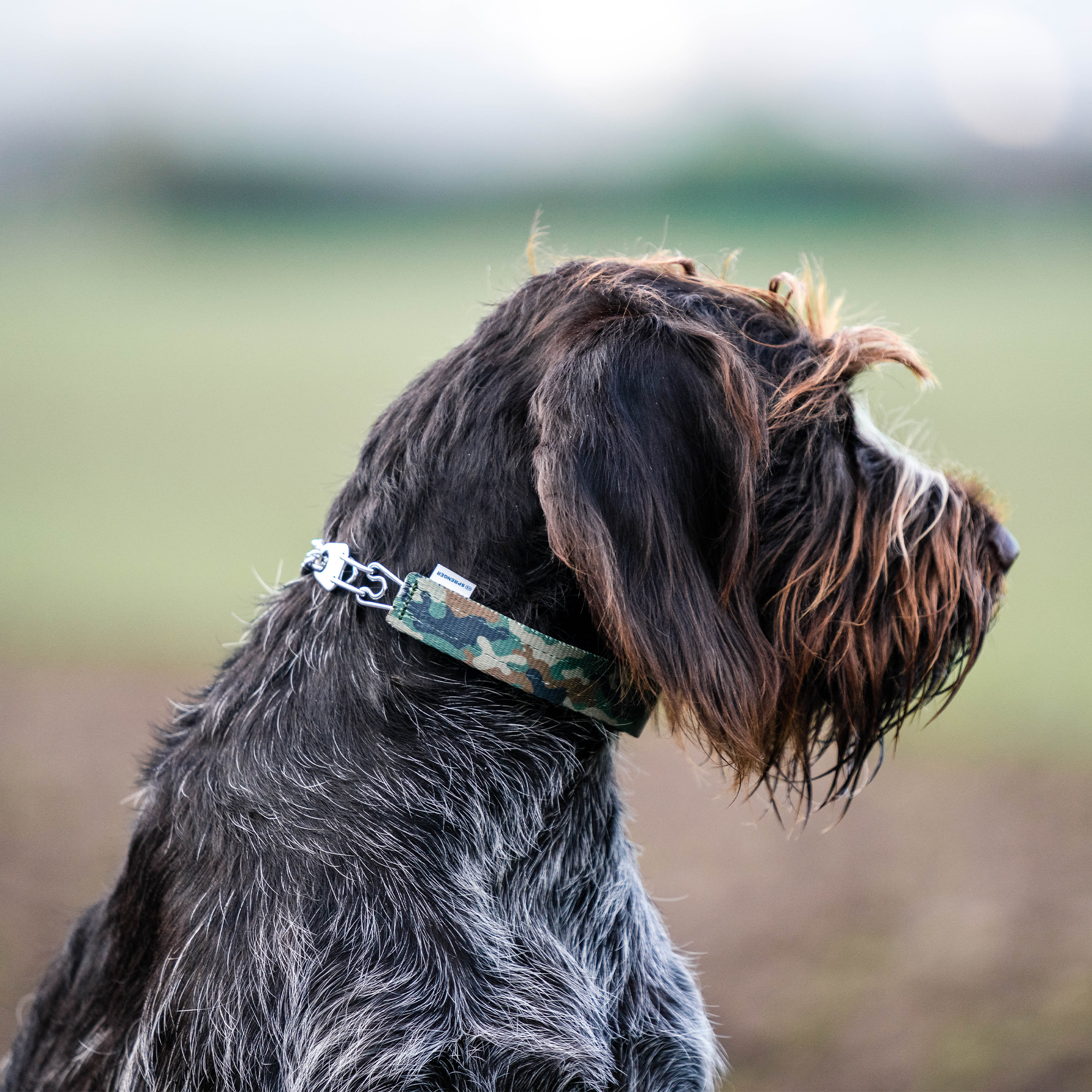 Hund mit Edelstahl Dressurhalskette in Camouflage Verkleidung