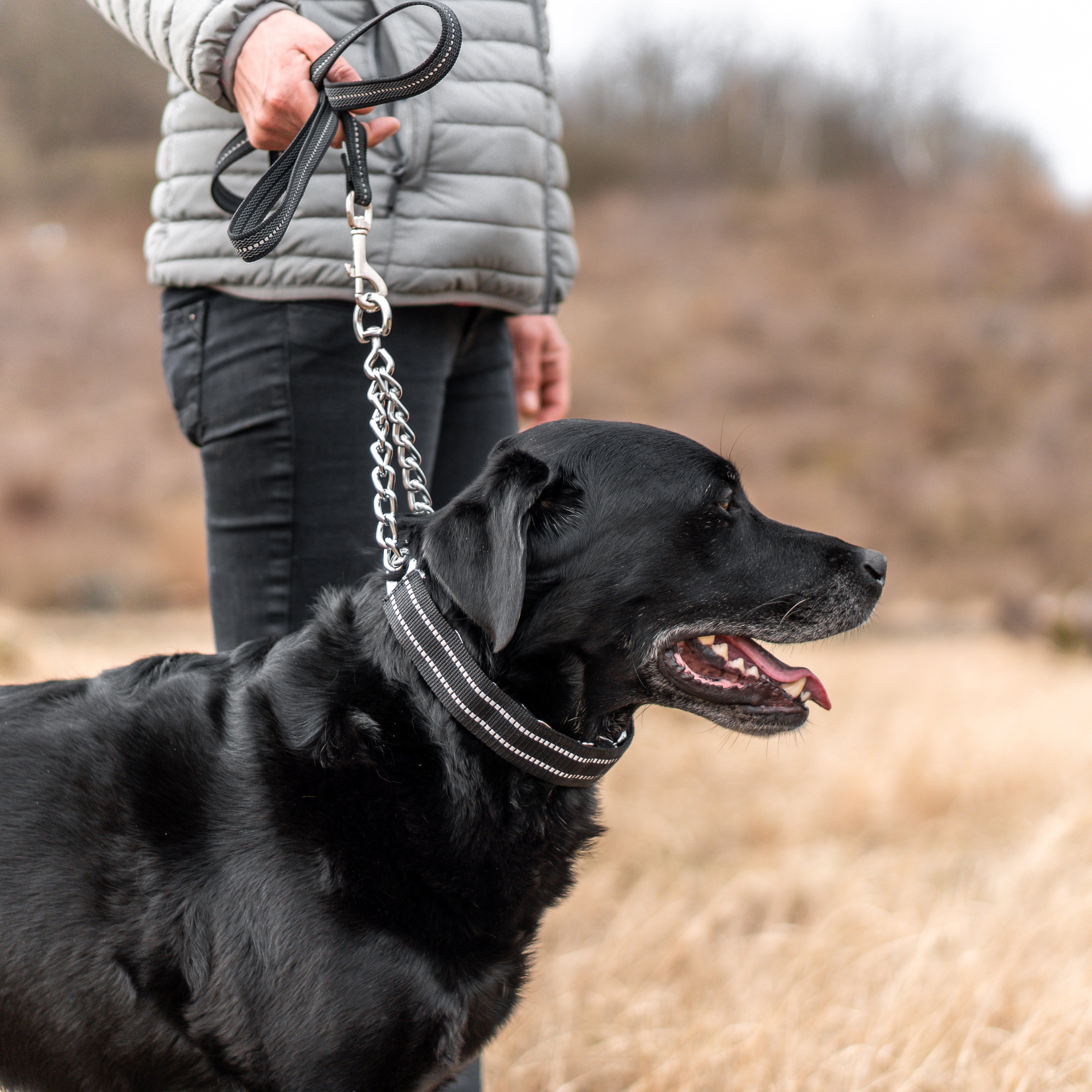 schwarzer Hund mit Dressurhalskette in schwarzer Verkleidung