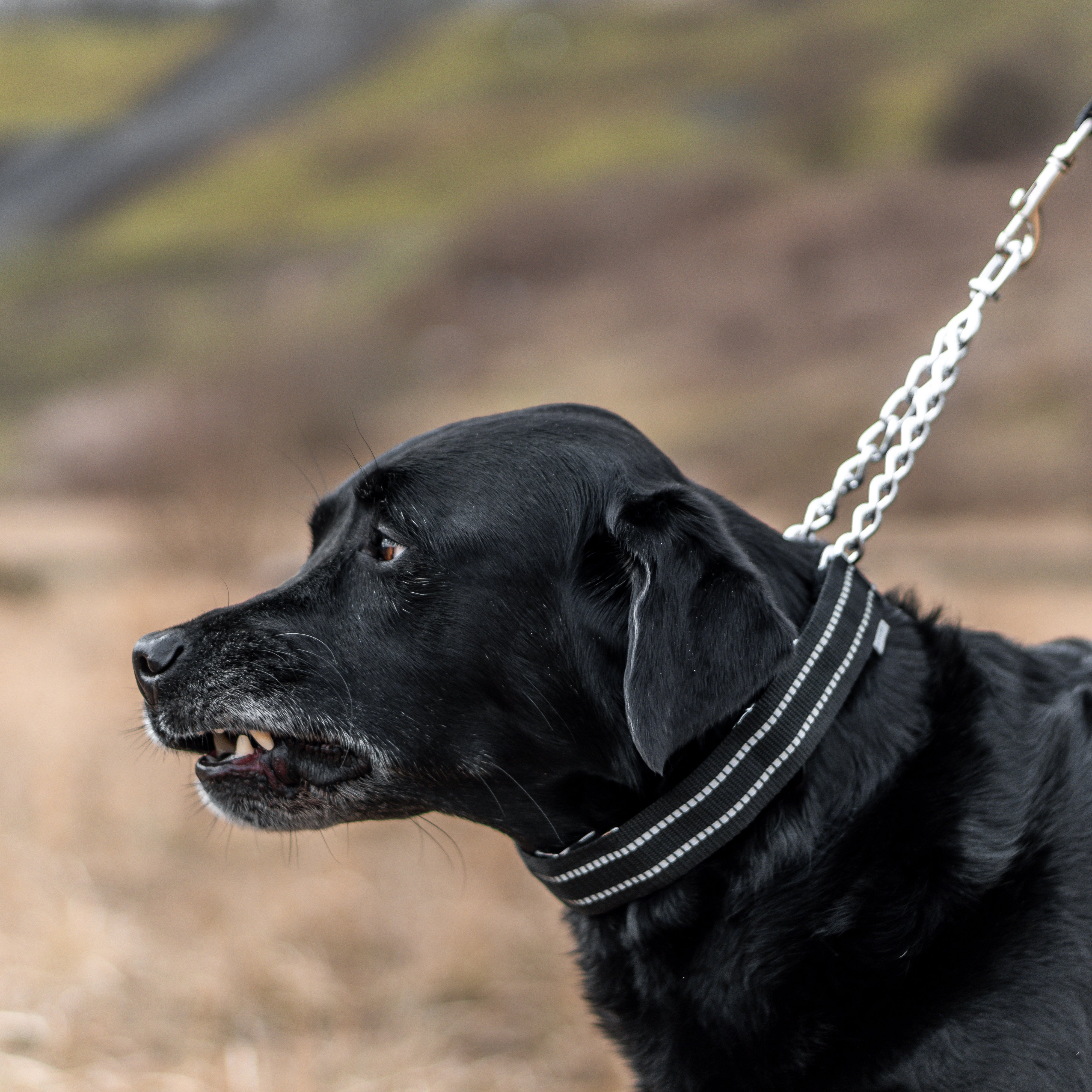 schwarzer Hund mit Dresuurhalskette in schwarzer Verkleidung