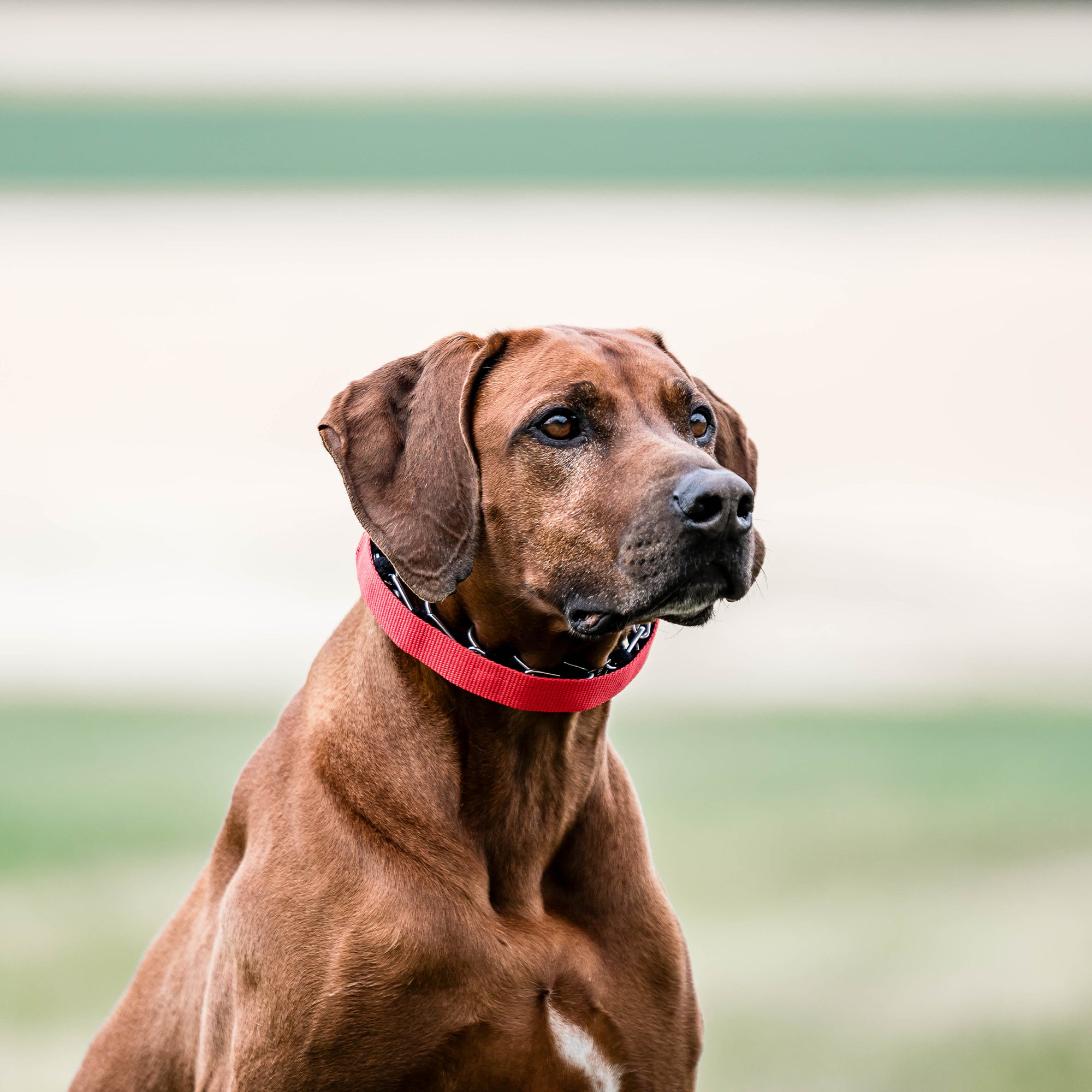 Hund mit roter Verkleidung für Ultra Plus Dressurhalskette