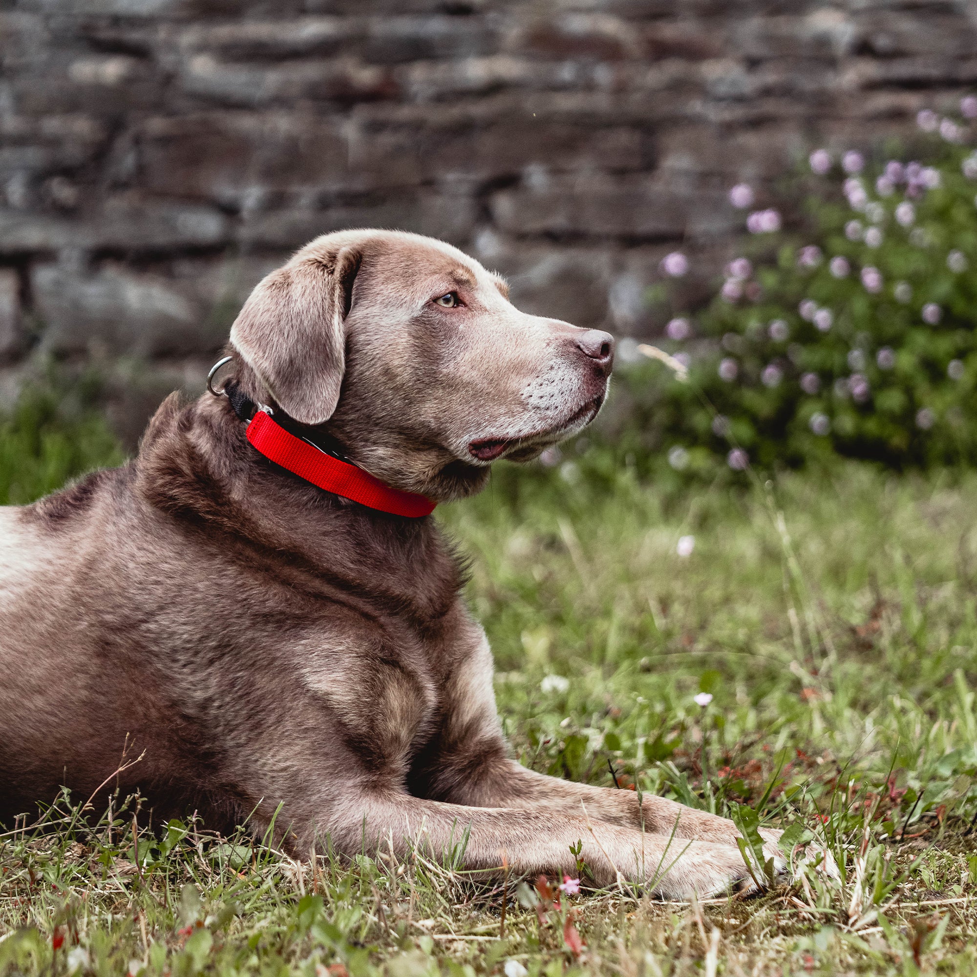 Hund mit roter Verkleidung fr Ultra Plus Dressurhalskette auf der Wiese liegend