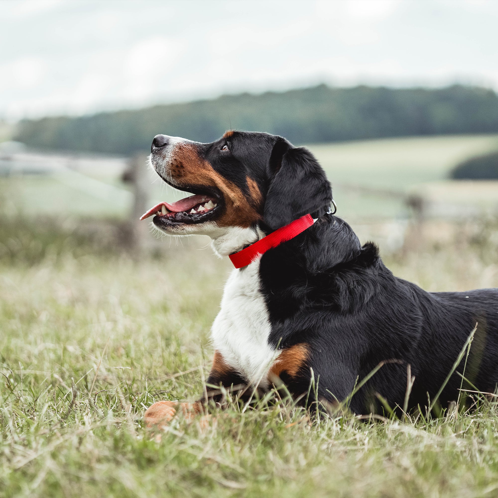 Hund mit roter Verkleidung für Ultra Plus Dressurhalskette