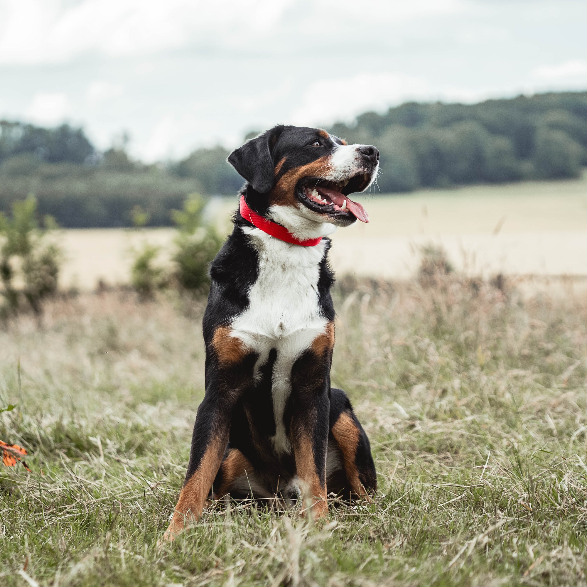Hund mit roter Verkleidung für Ultra Plus Dressurhalskette auf der Wiese sitzend