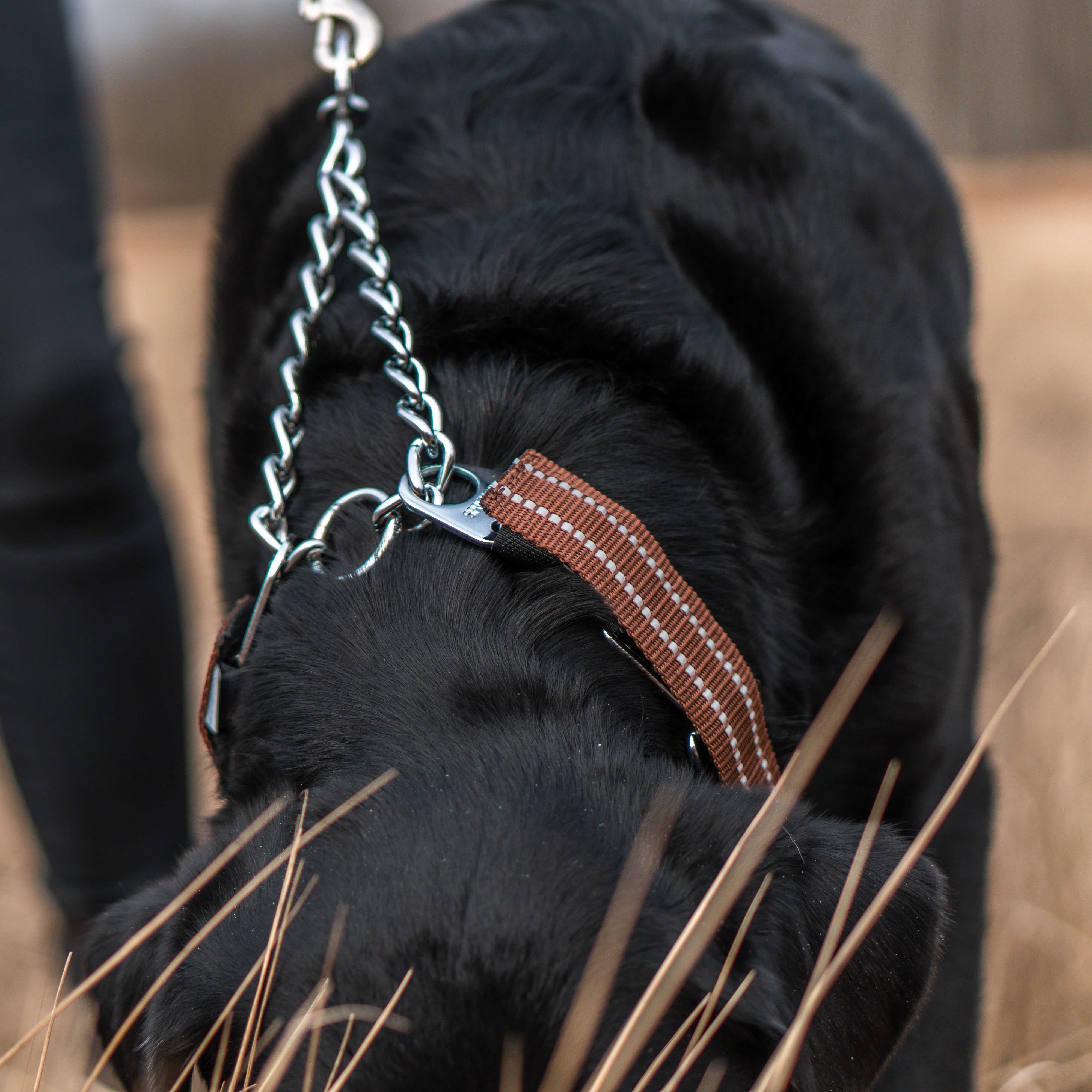 schwarzer Hund mit Edelstahl Dressurhalskette in braun reflektierender Verkleidung