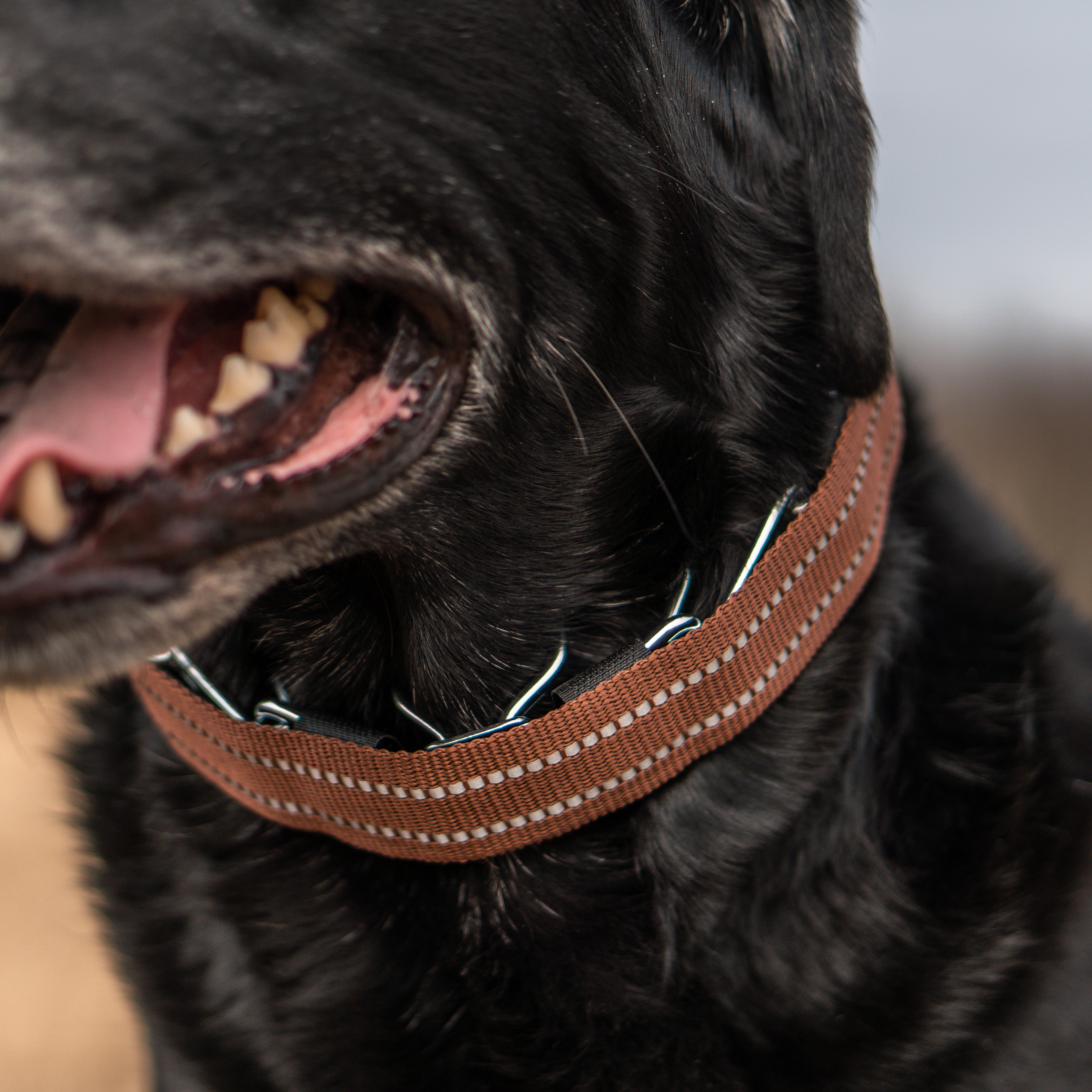 Nahaufnahme Hund mit Dressurhalskette in braun reflektierender Verkleidung