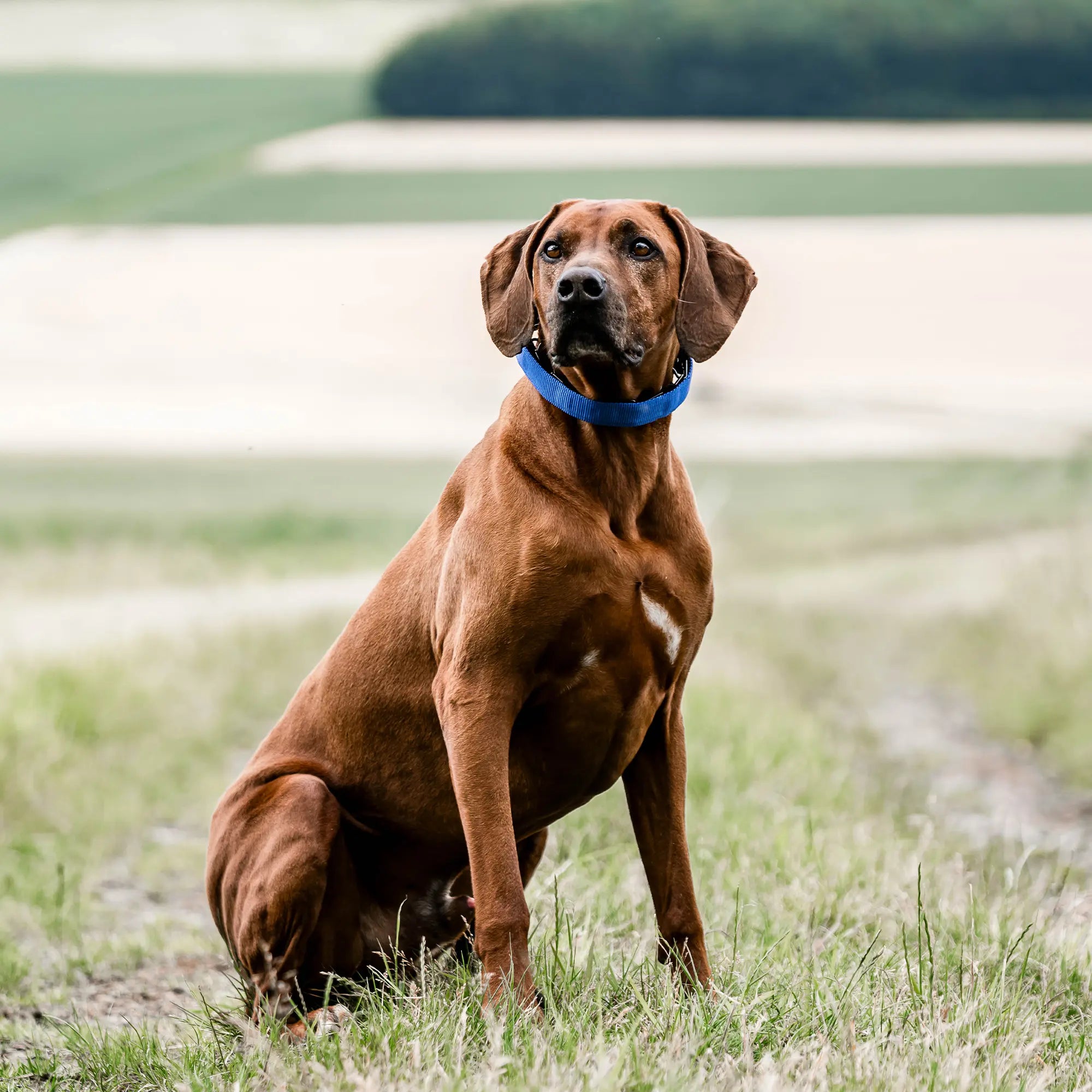 Hund mit blauer Verkleidung für Ultra Plus Dressurhalskette