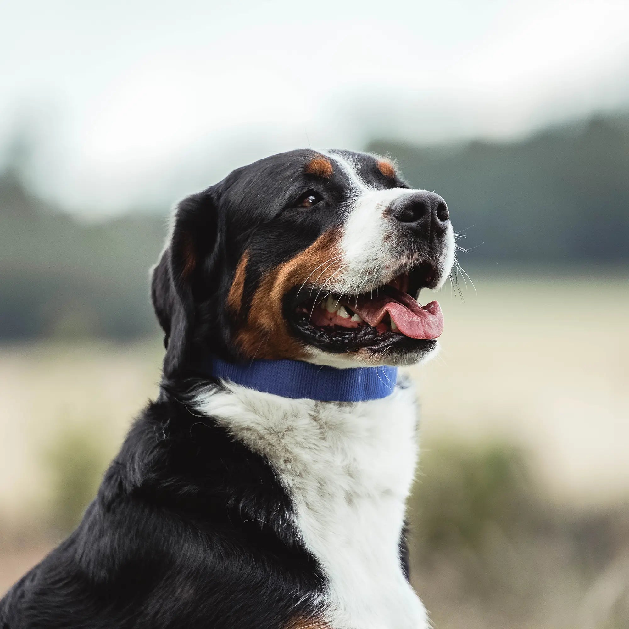 Hund mit blauer Verkleidung für Ultra Plus Dressurhalskette