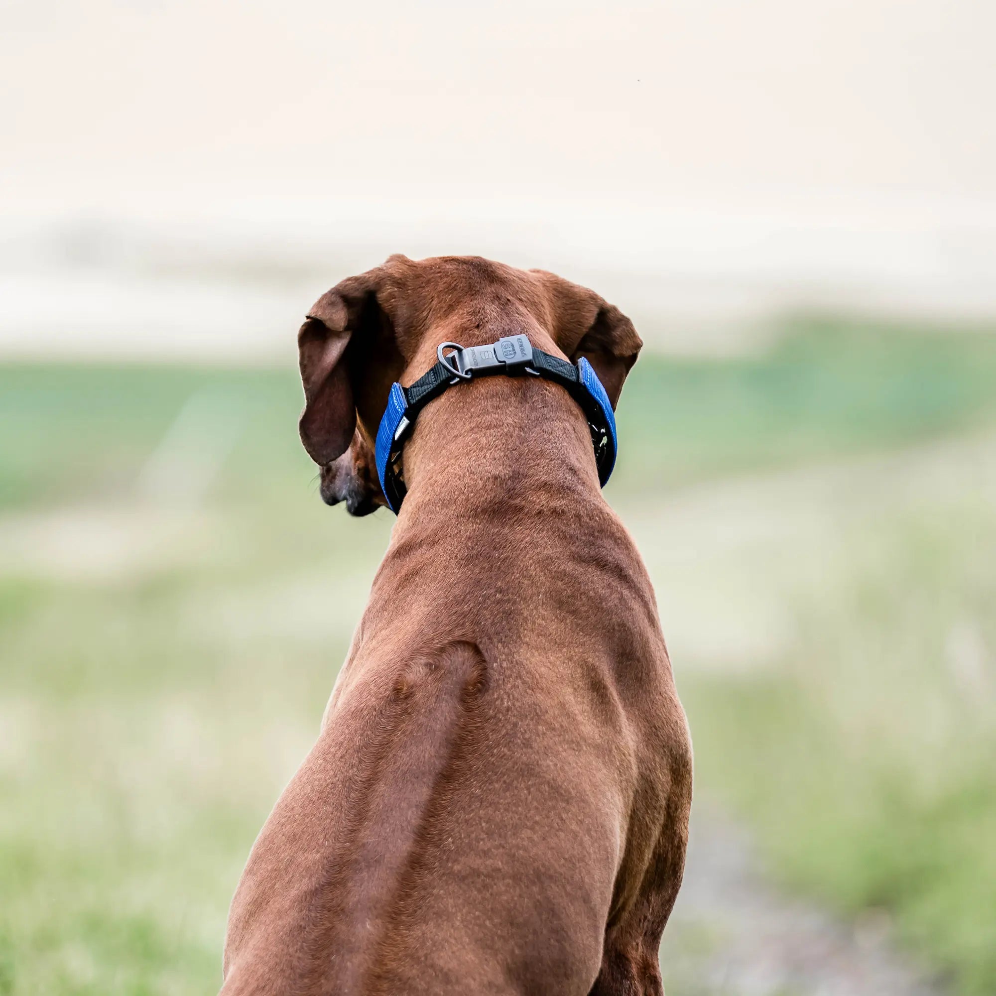 Hund mit blauer Verkleidung für Ultra Plus Dressurhalskette