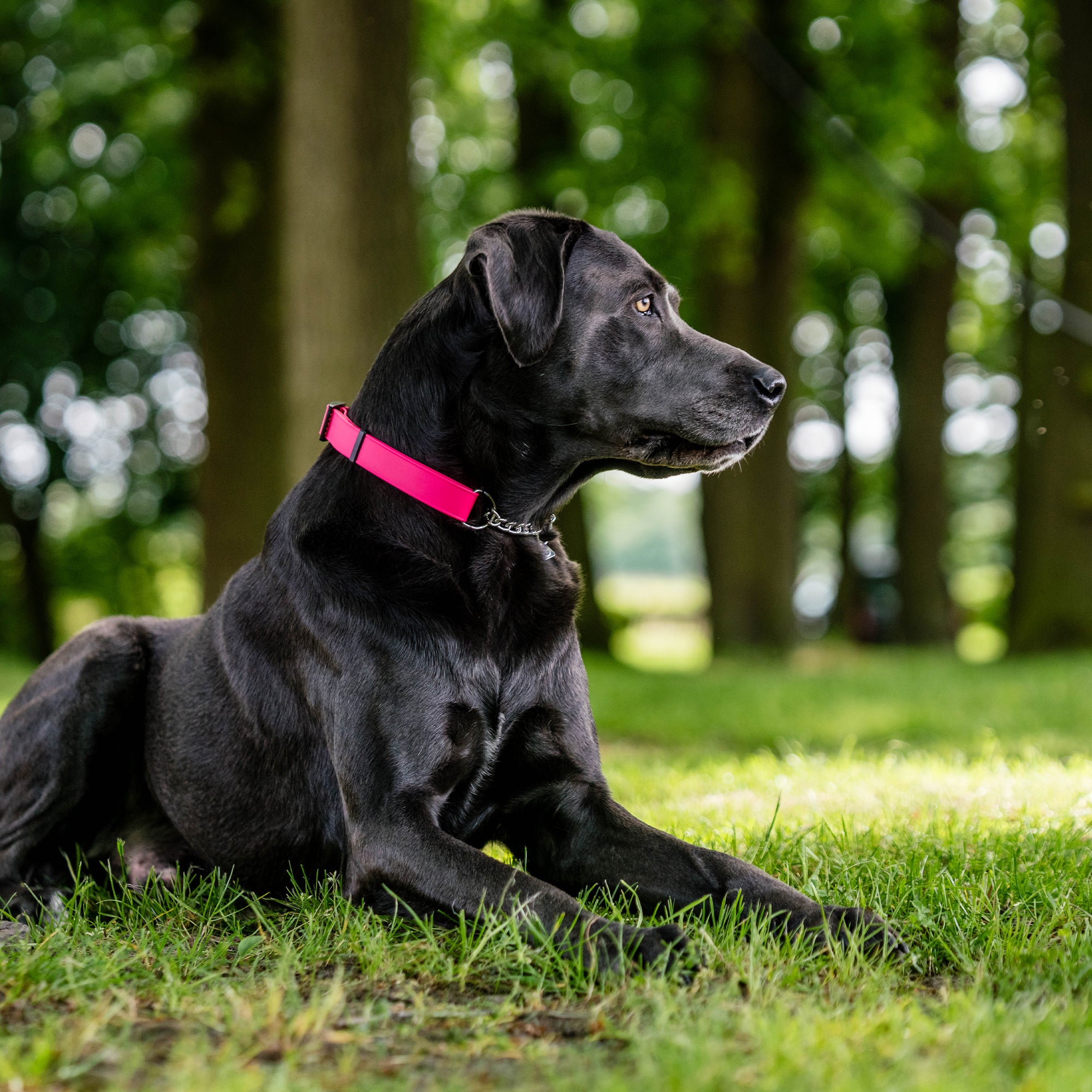 schwarzer Hund mit pinken Biothane Halsband auf der Wiese liegend