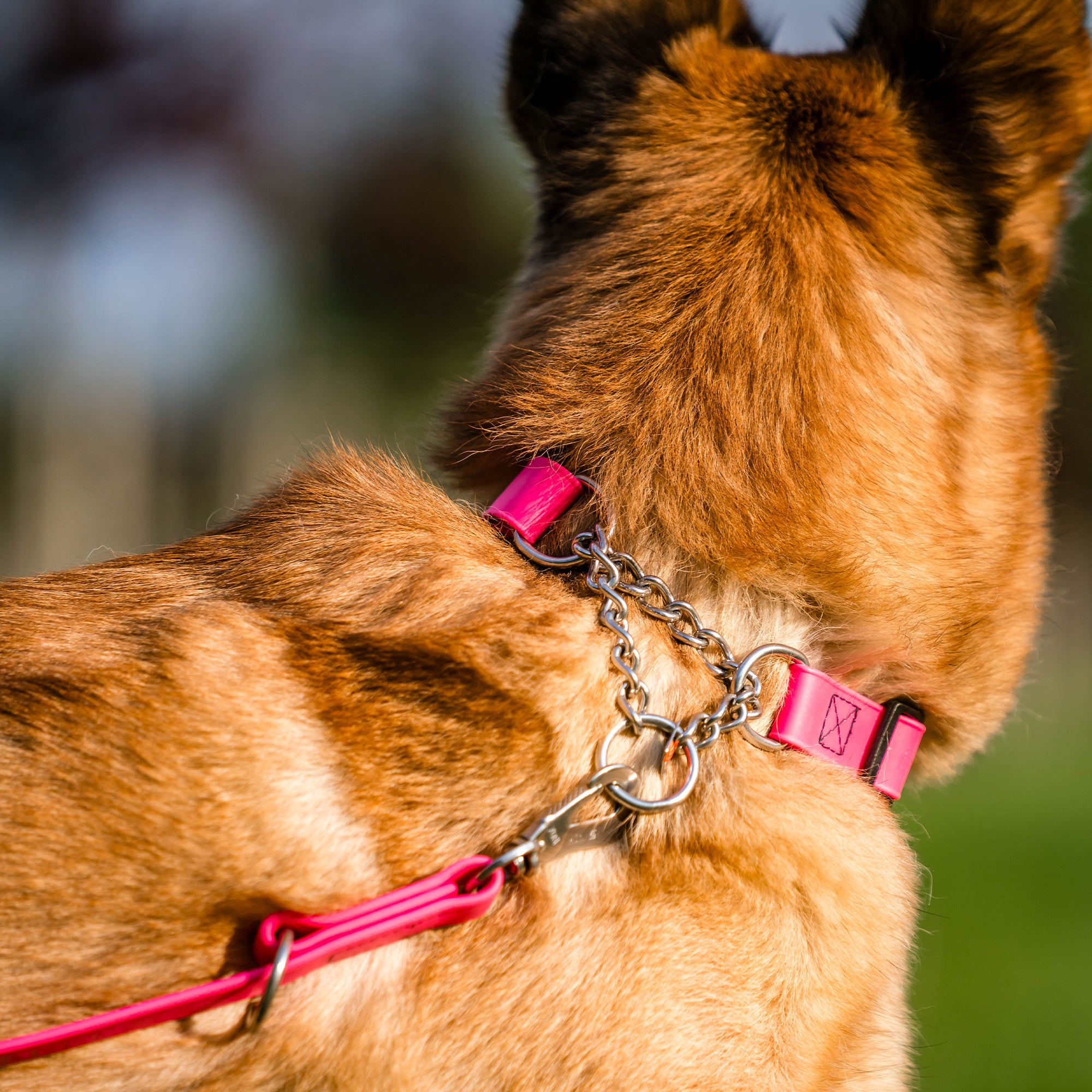 Hund mit pinken Biothane Halsband mit Zugbegrenzung an pinker Biothane Leine