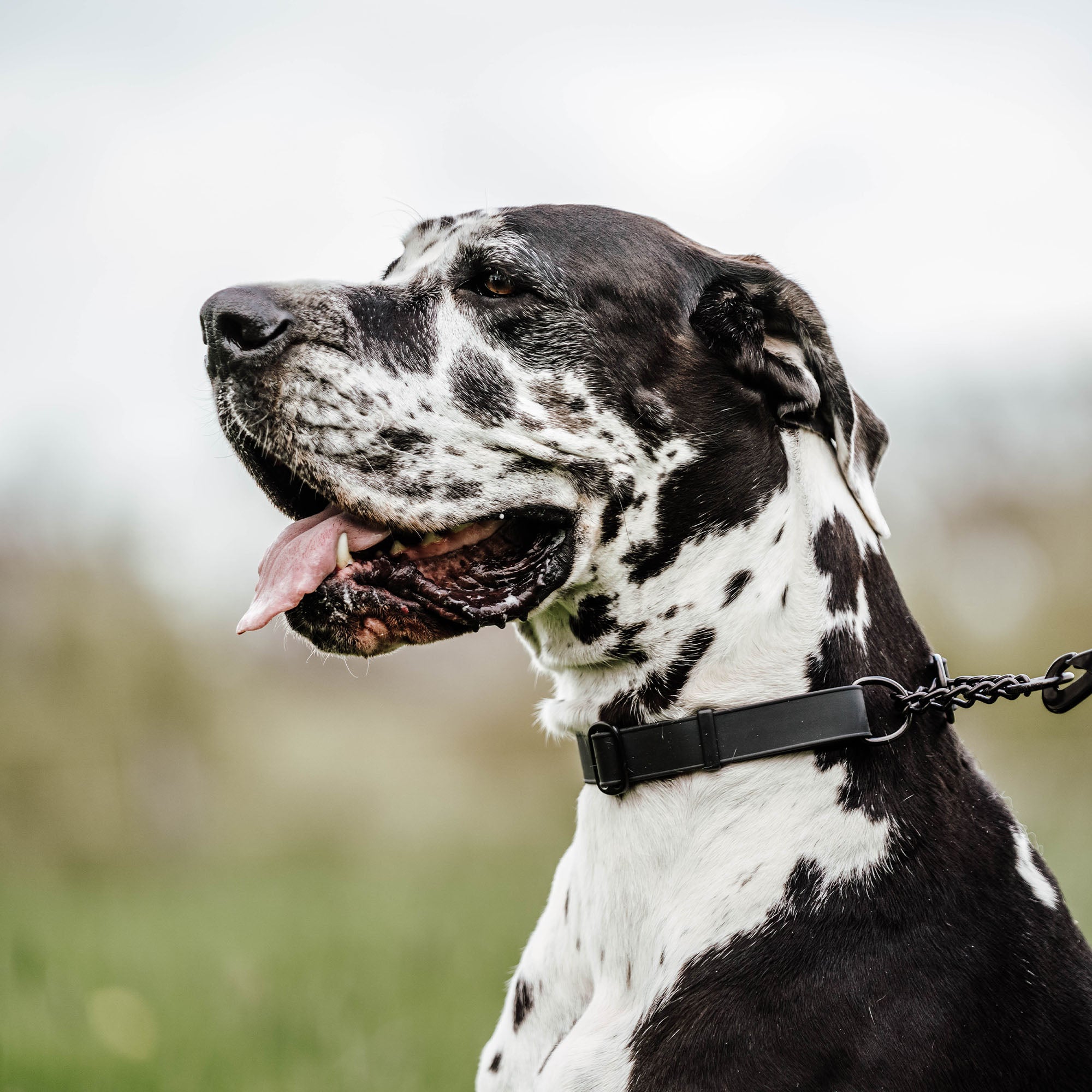 Hund mit schwarzen Biothane Halsband