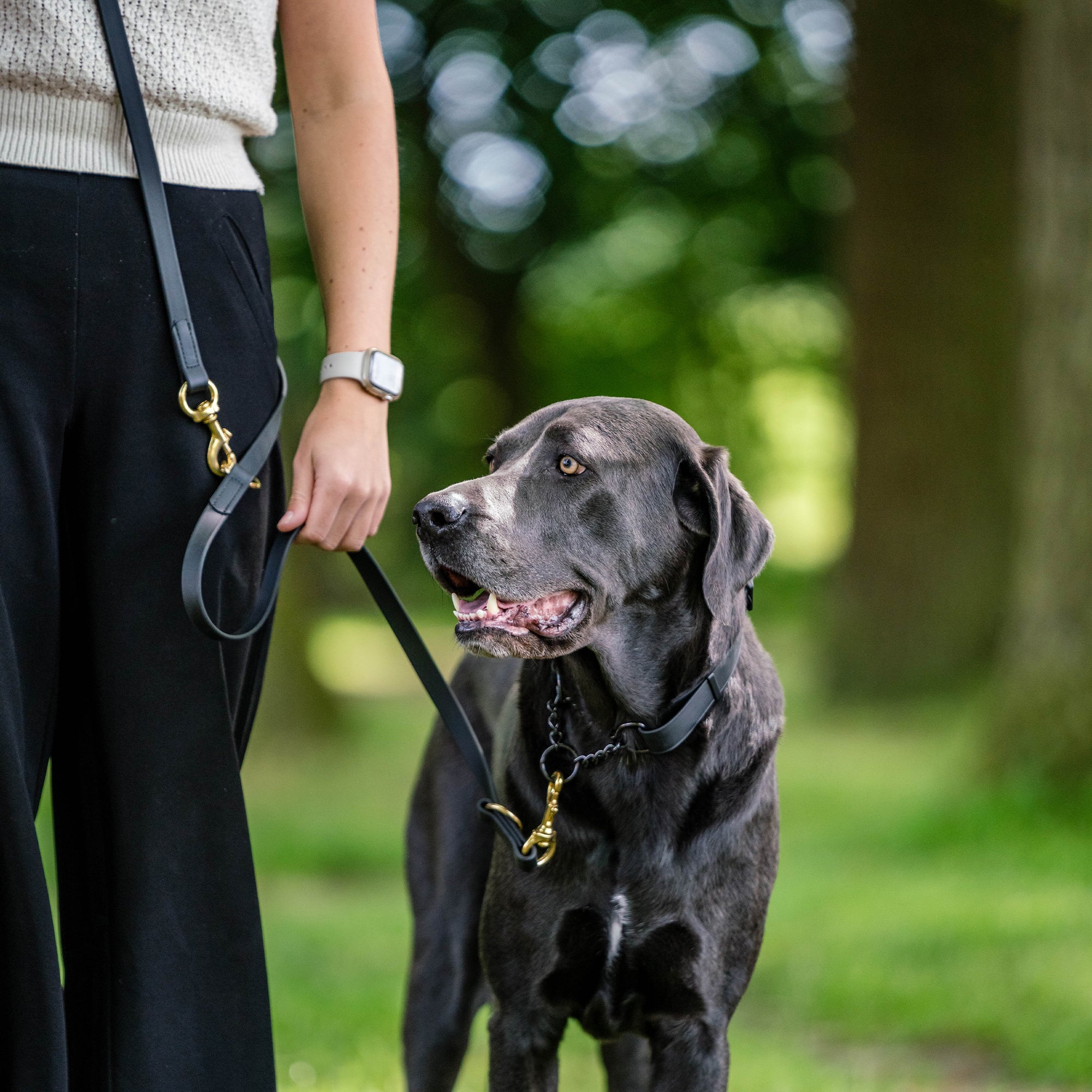 schwarzer Hund mit schwarzen Biothane Halsband an schwarzer Biothane Leine mit Messing Karabinerhaken