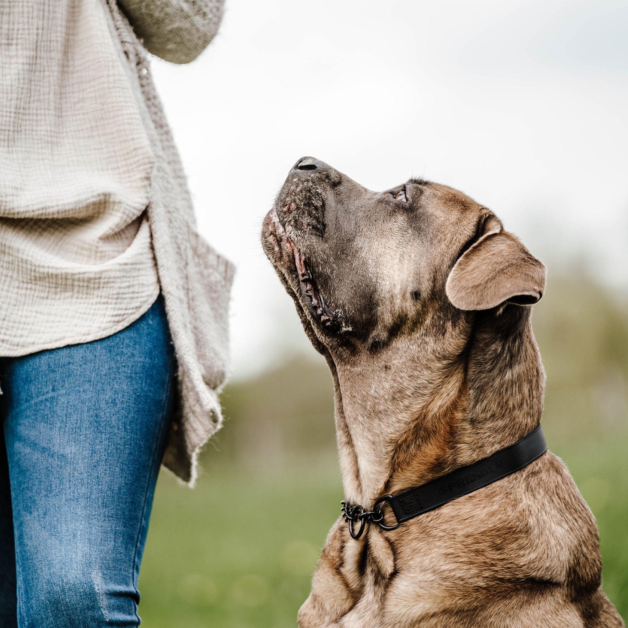 Hund mit schwarzen Biothane Halsband