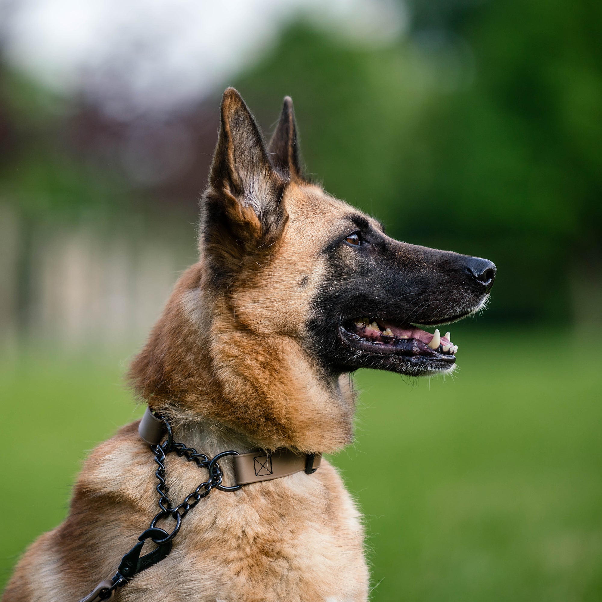 Hund mit braunen Biothane Halsband