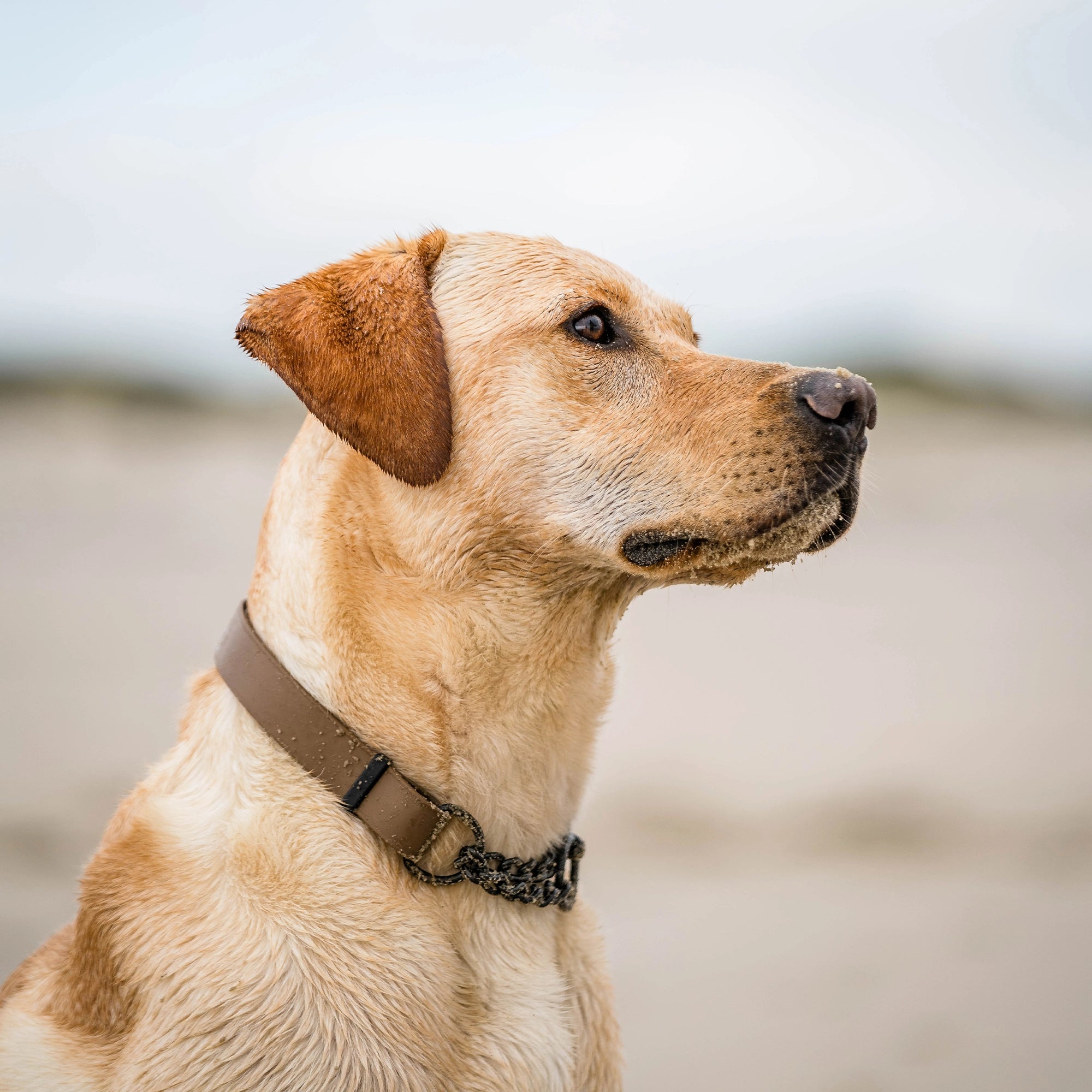 Hund mit braunen Biothane Halsband