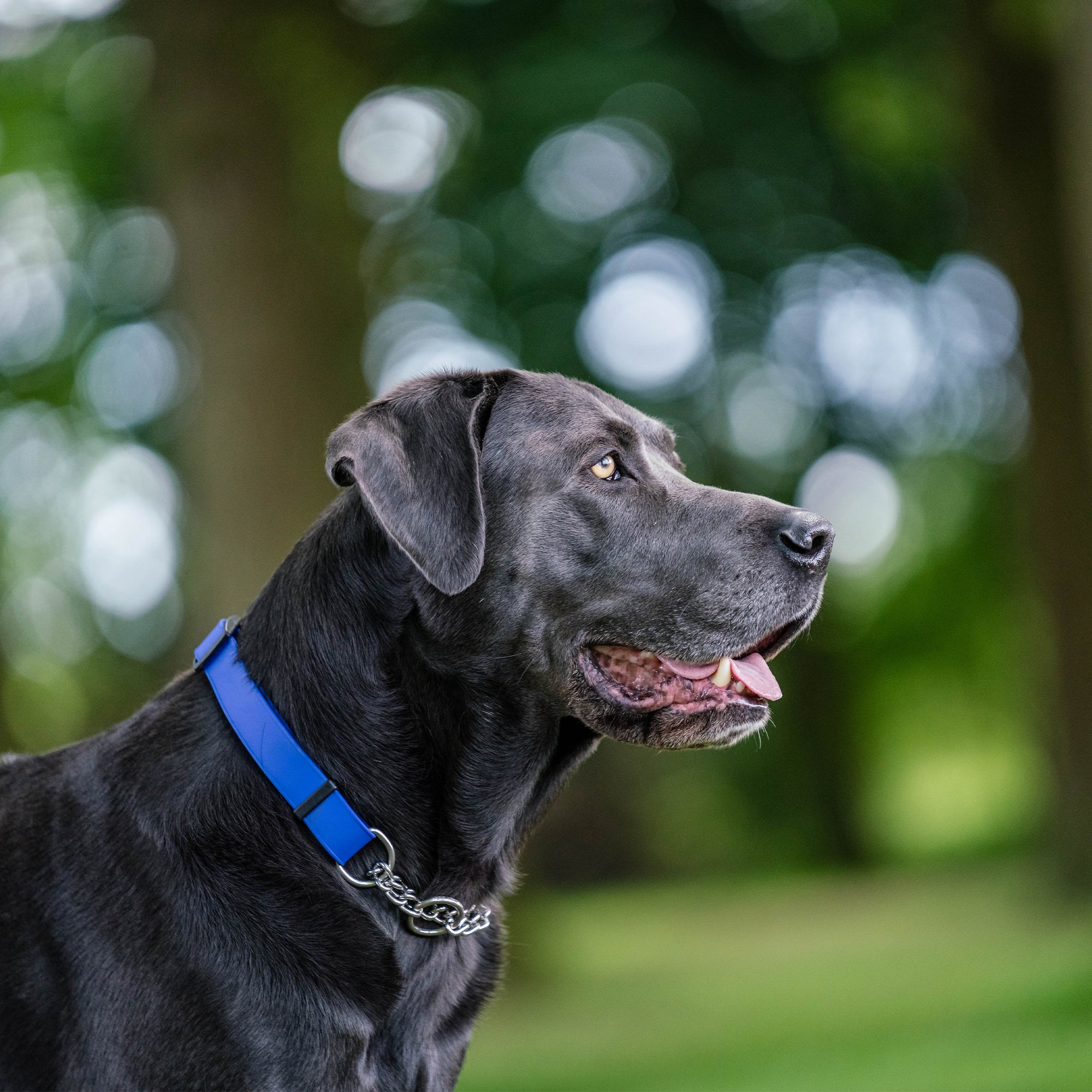 schwarzer Hund mit blauen Biothane Halsband