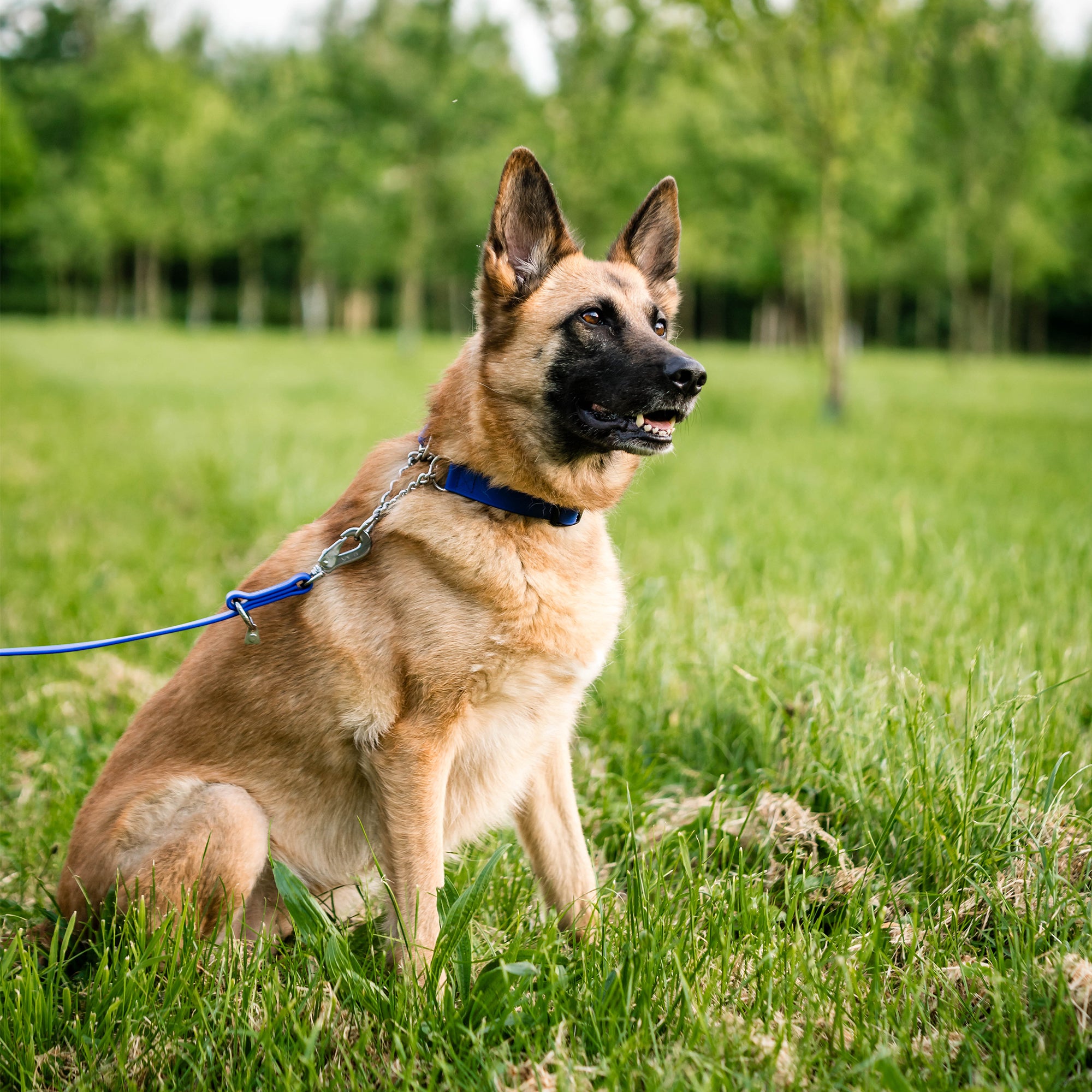 Hund mit blauen Biothane Halsband an blauer Biothane Leine auf der Wiese