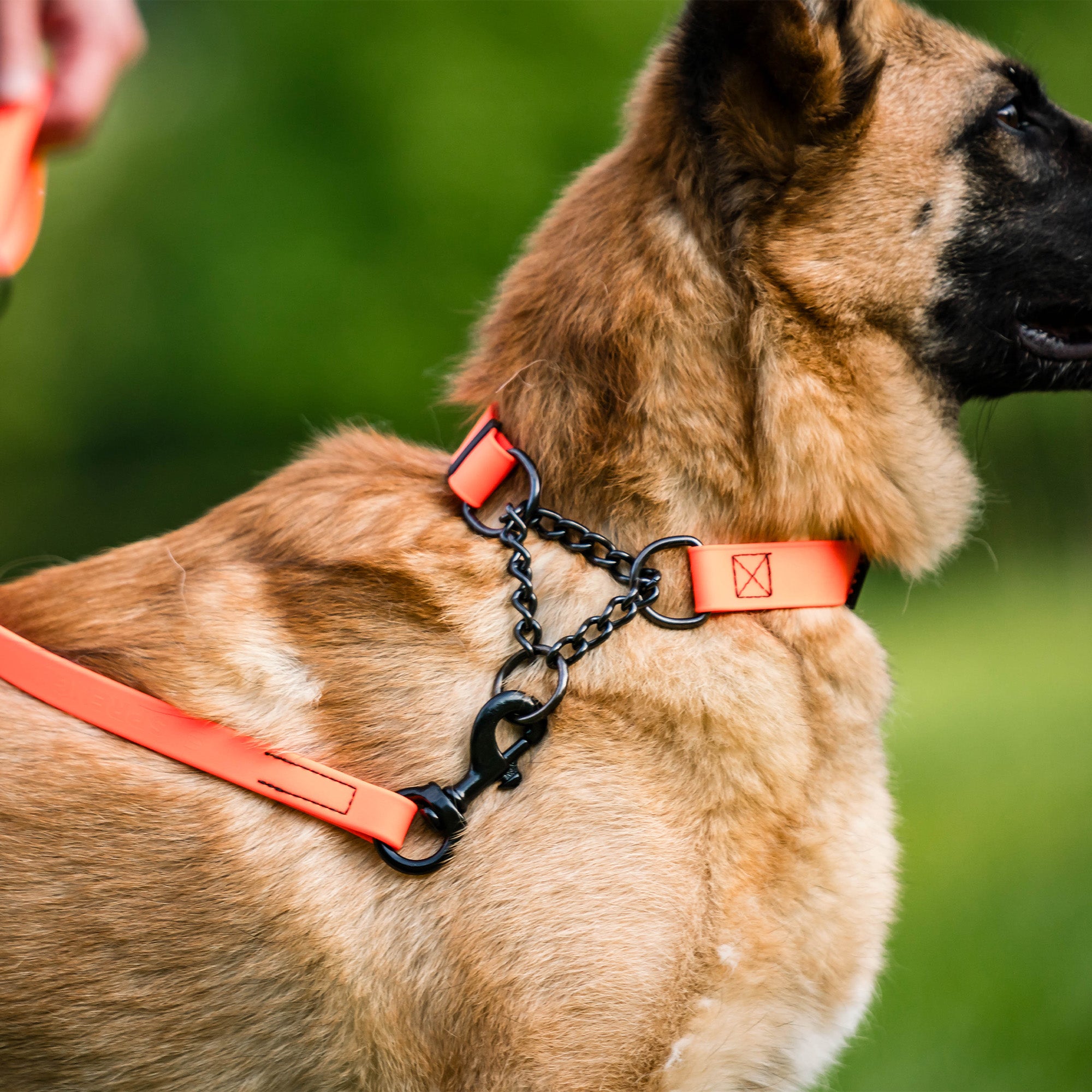 Hund mit orangenen Biothane Halsband mit Zugbegrenzung an orangener Biothane Leine