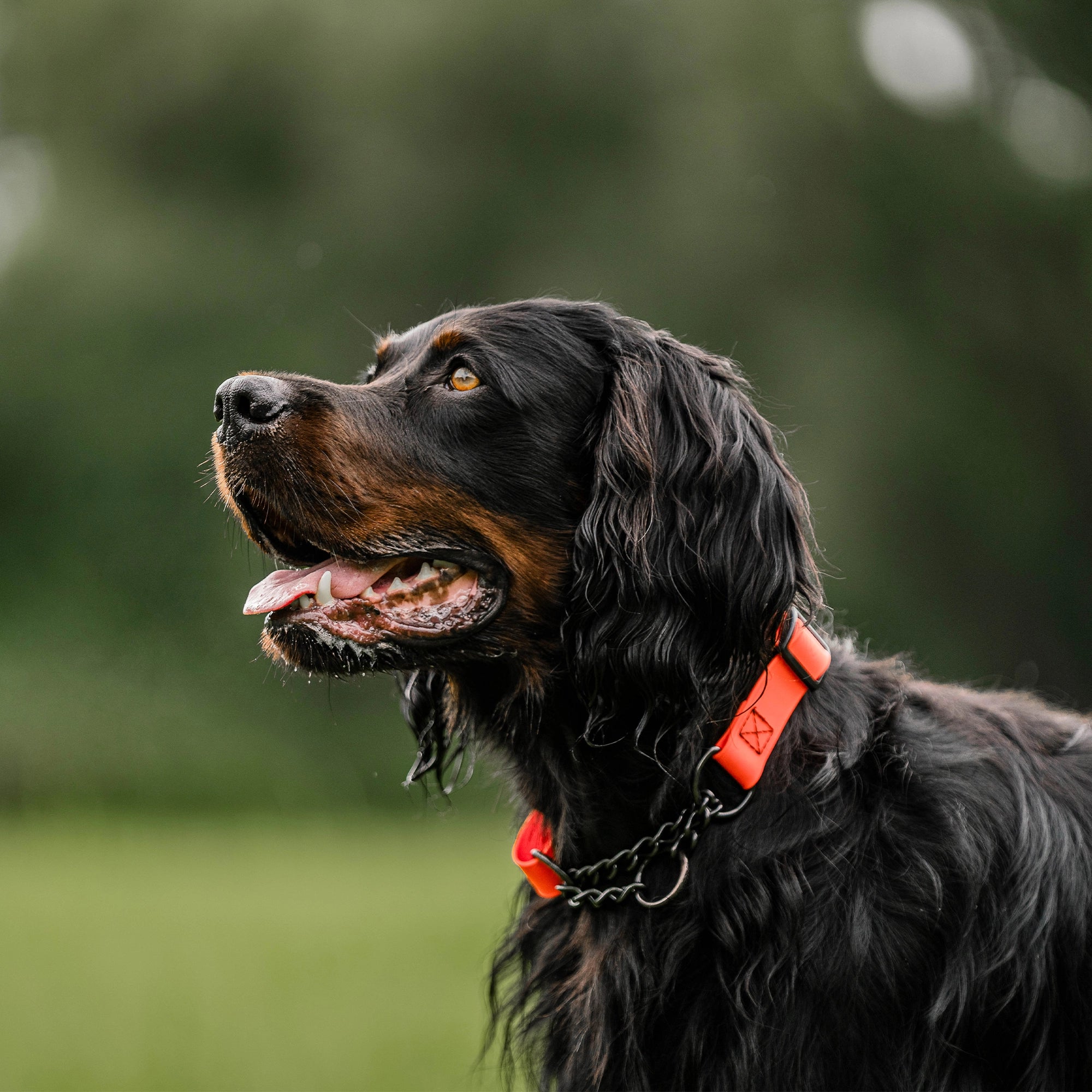 Hund mit orangenen Biothane Halsband