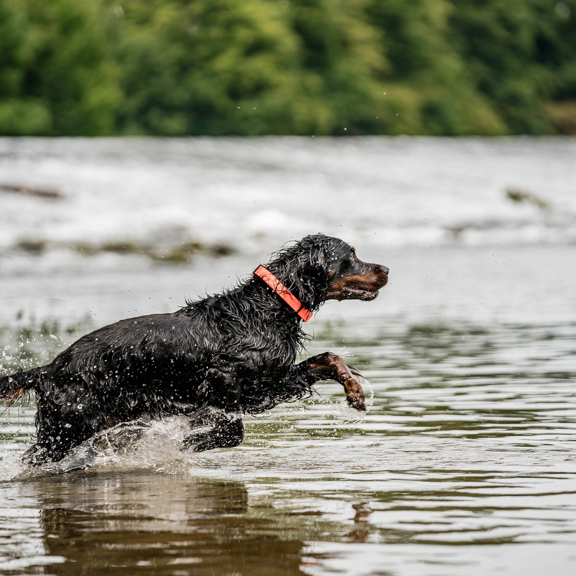 Hund mit orangenen Biothane Halsband im Wasser
