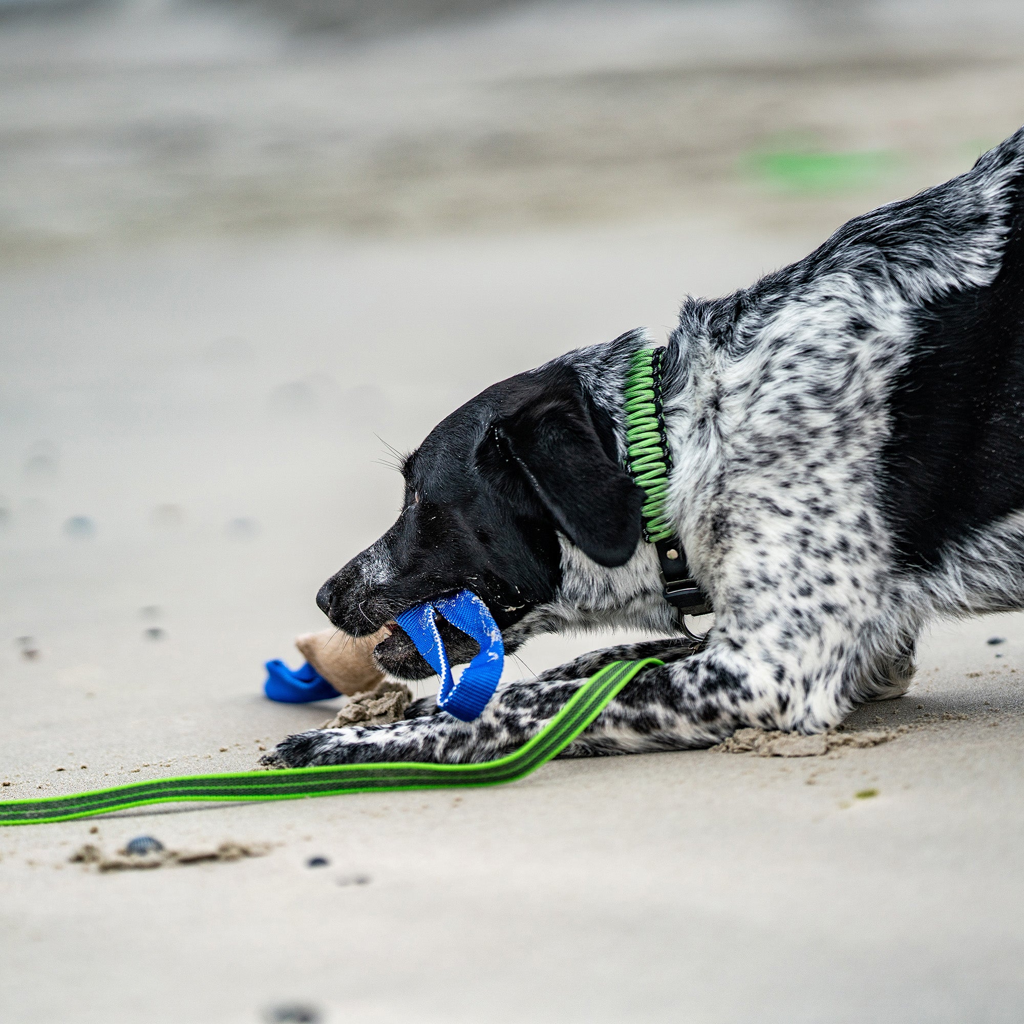 Hund mit grünen Paracord Halsband, grüner Leine und Jute Bringsel am Strand