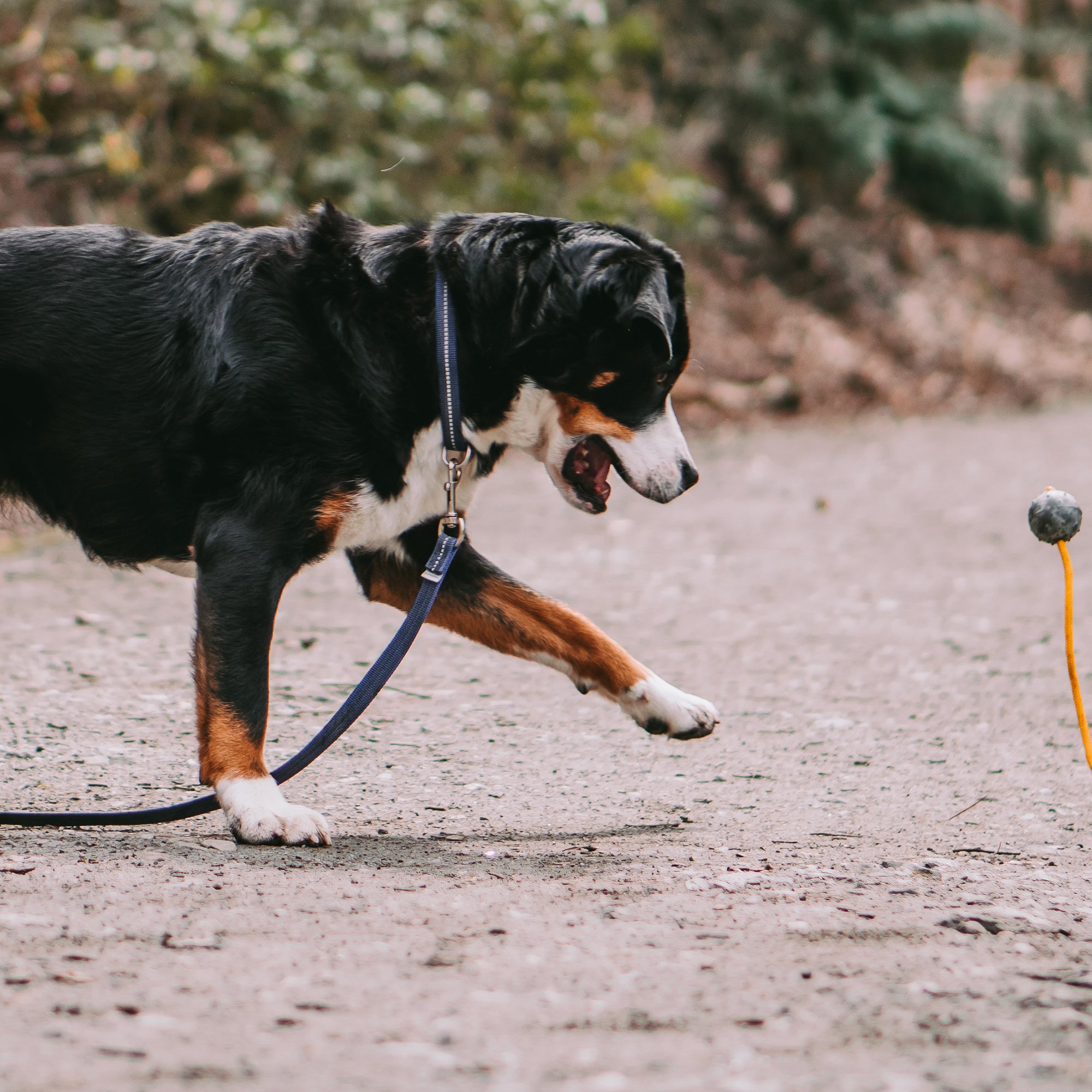 Hund mit blauen Halsband und Leine im Wald