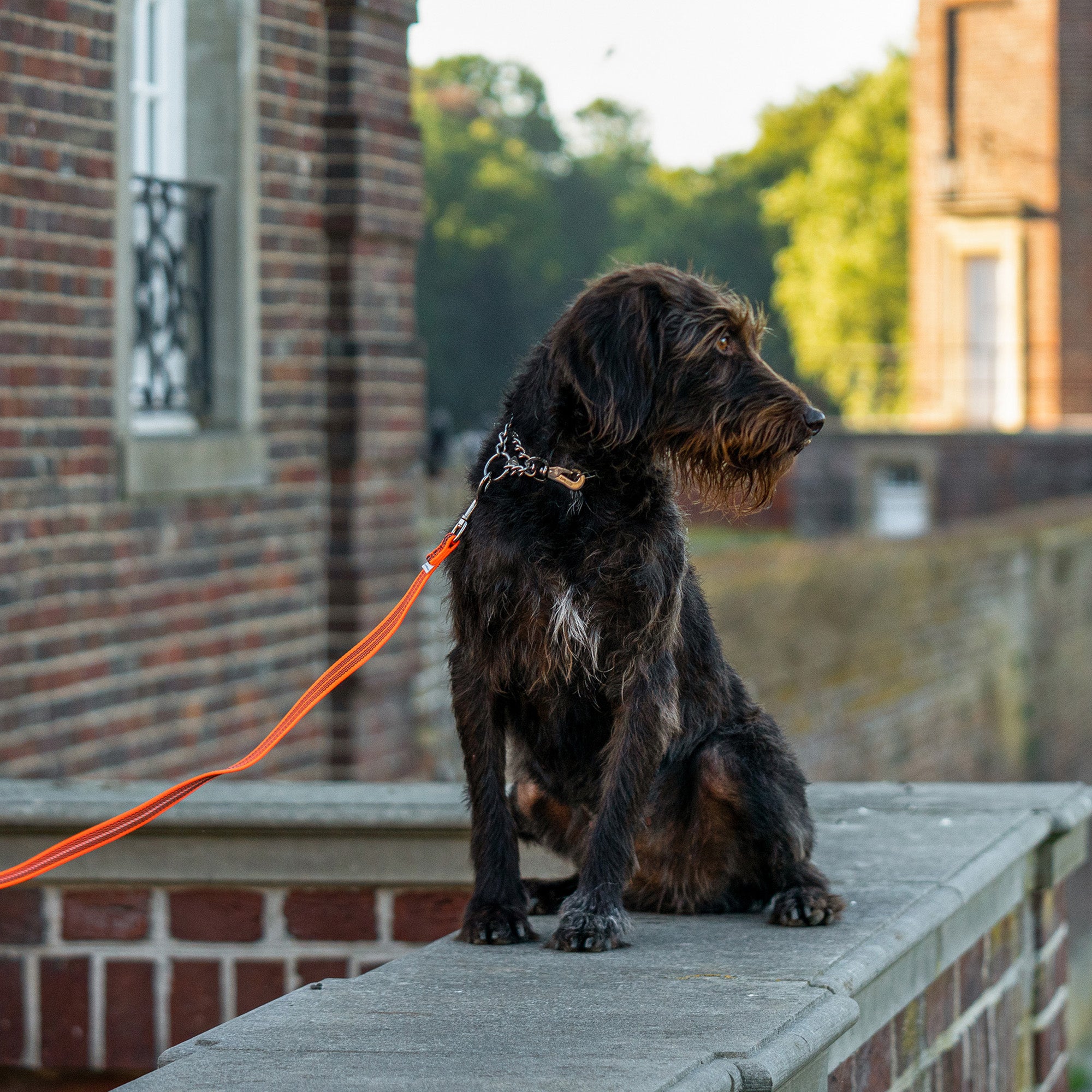 Hund mit verstellbaren Edelstahl Kettenhalsband und Suchleine