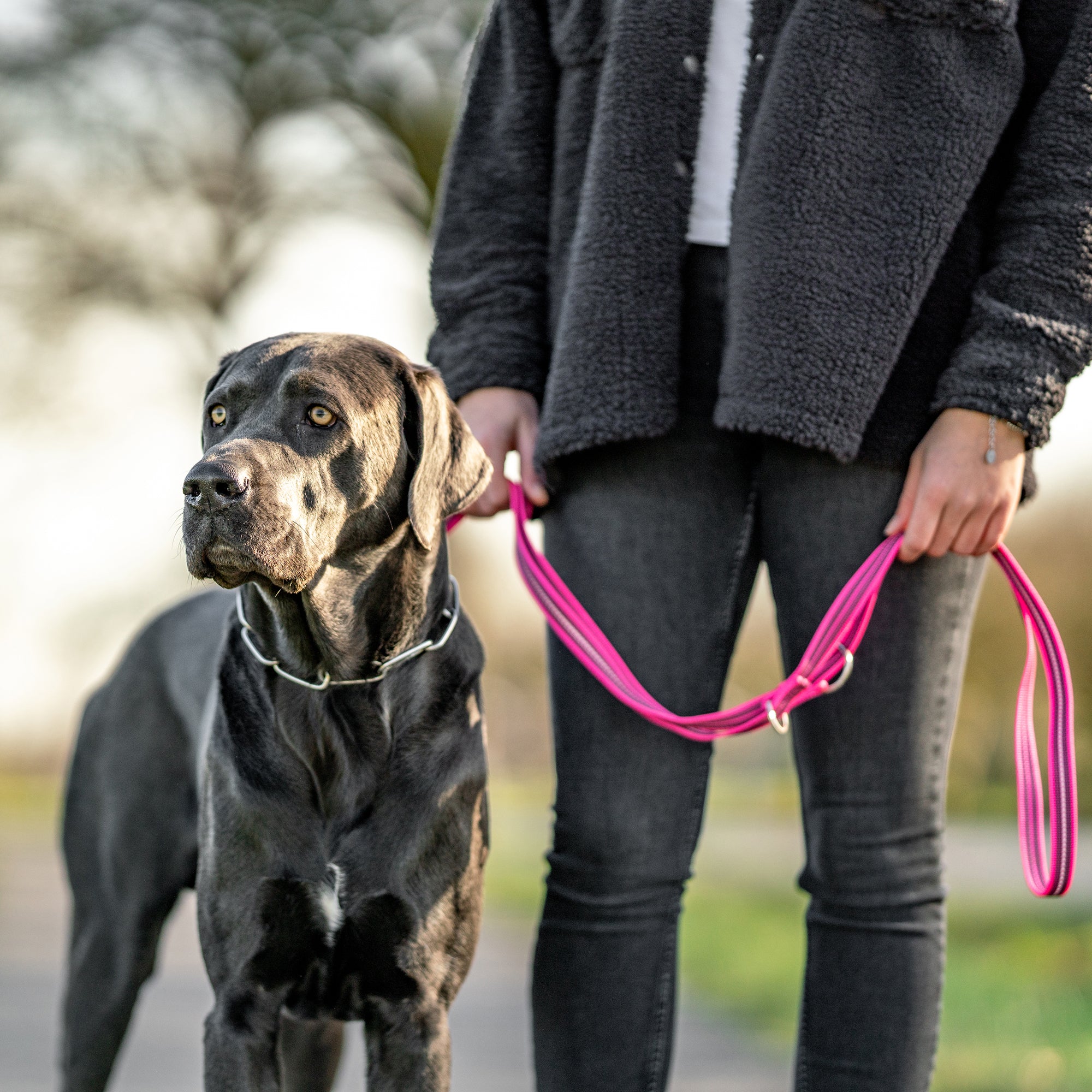 schwarzer Hund mit Edelstahl Kettenhalsband an pinker verstellbarer Hundeleine