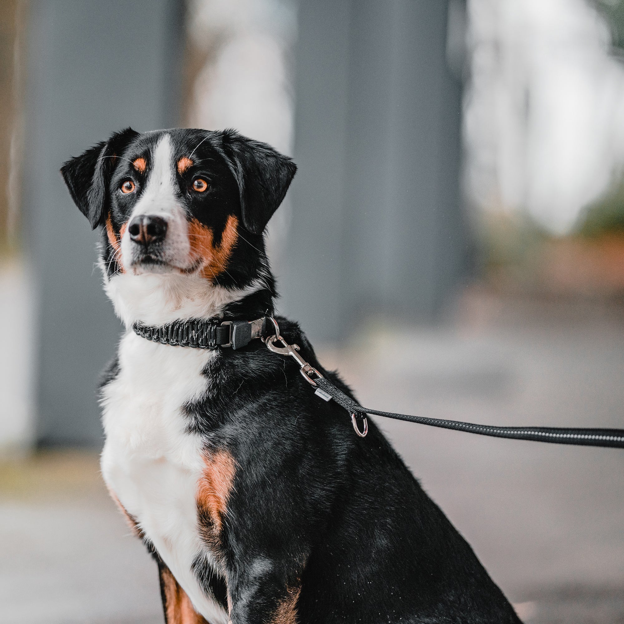 Hund mit schwarzen Paracord Halsband und schwarzer Leine