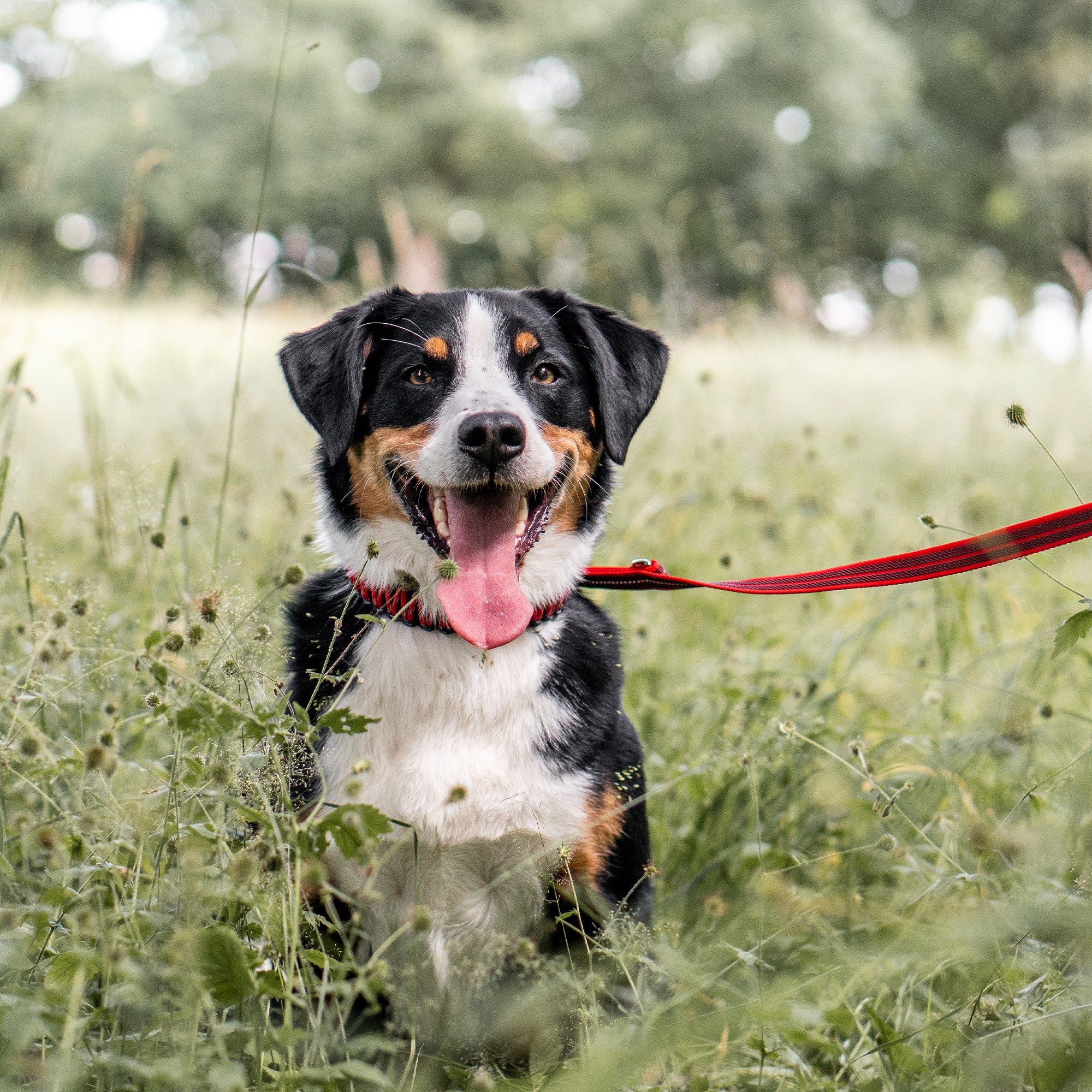 Hund mit roten Paracord Halsband und roter Leine in der Wiese