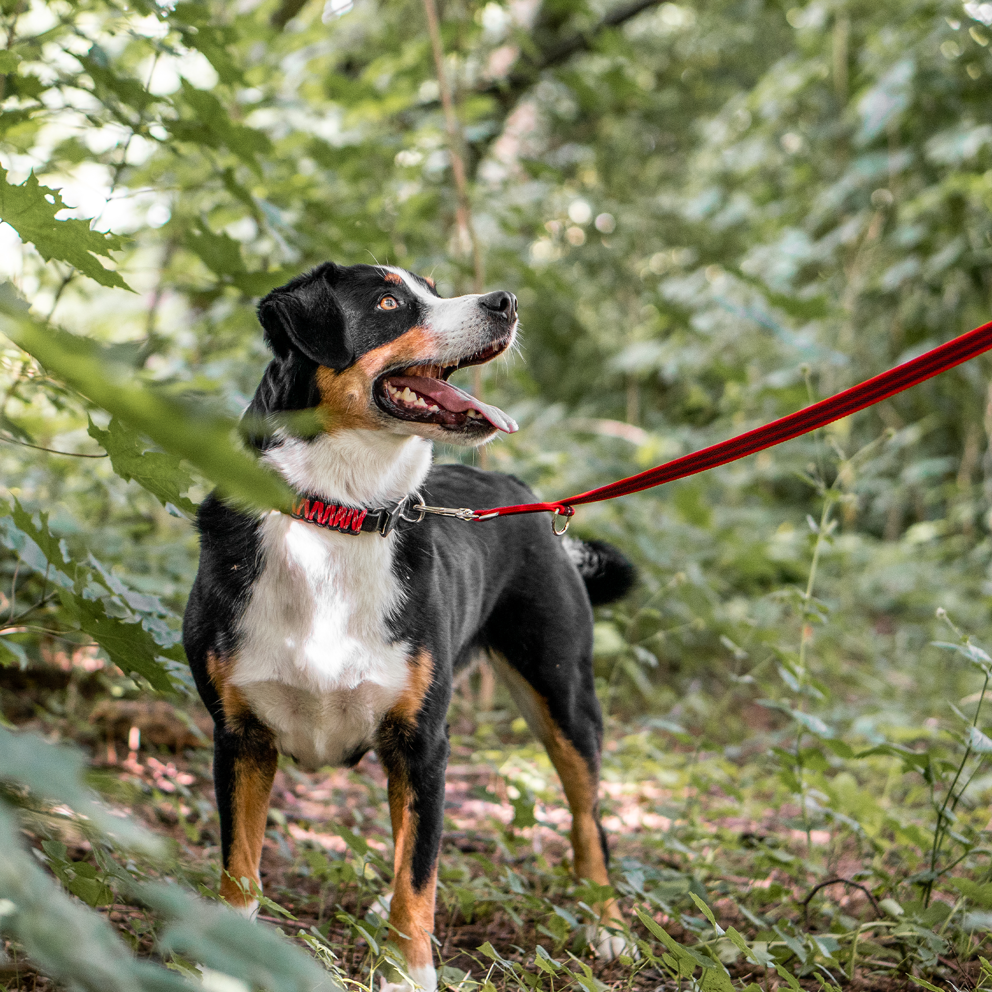 Hund mit roten Paracord Halsband und roter Leine im Wald