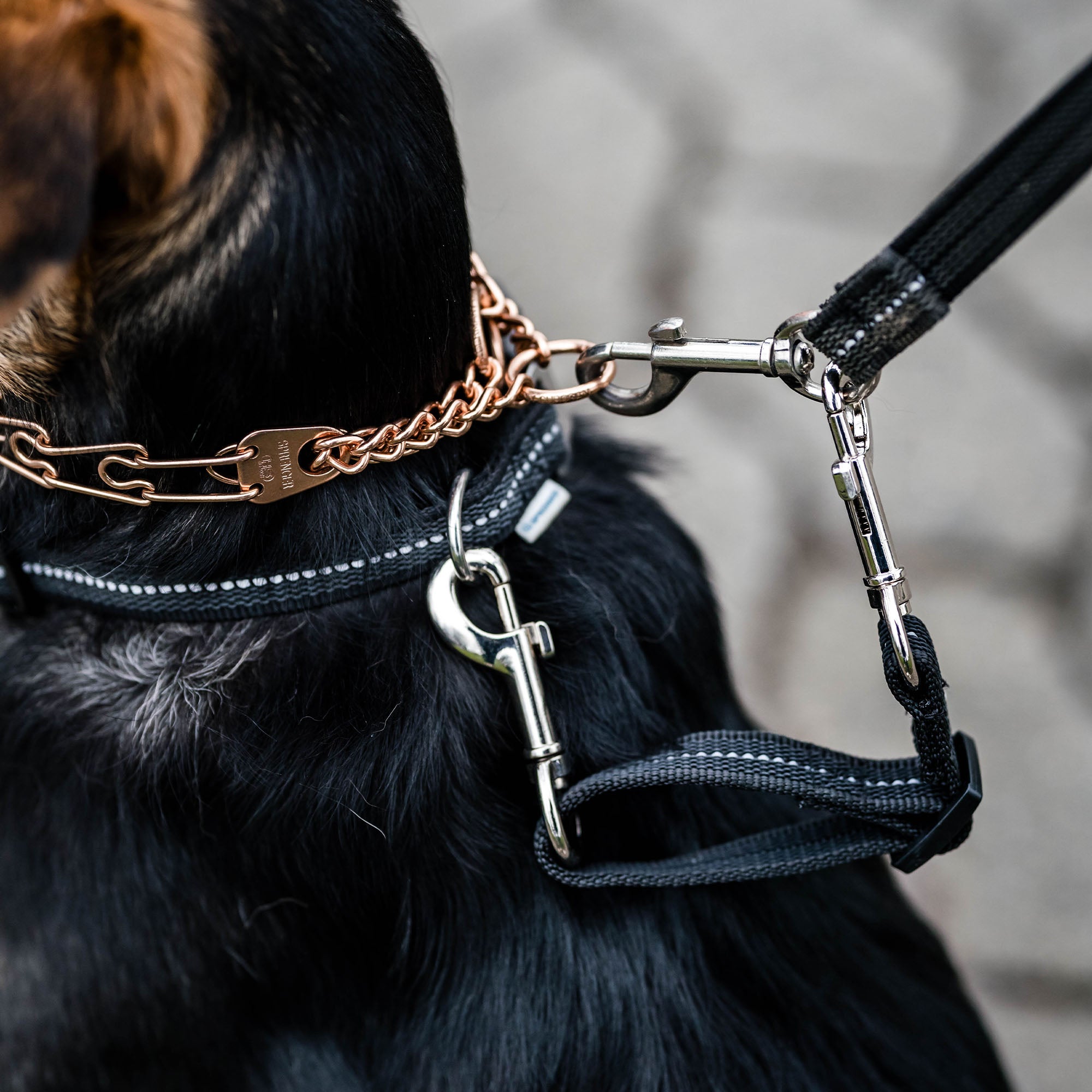 Safety Clip schwarz verbunden an Curogan Dressurhalskette und schwarzen Halsband am Hund