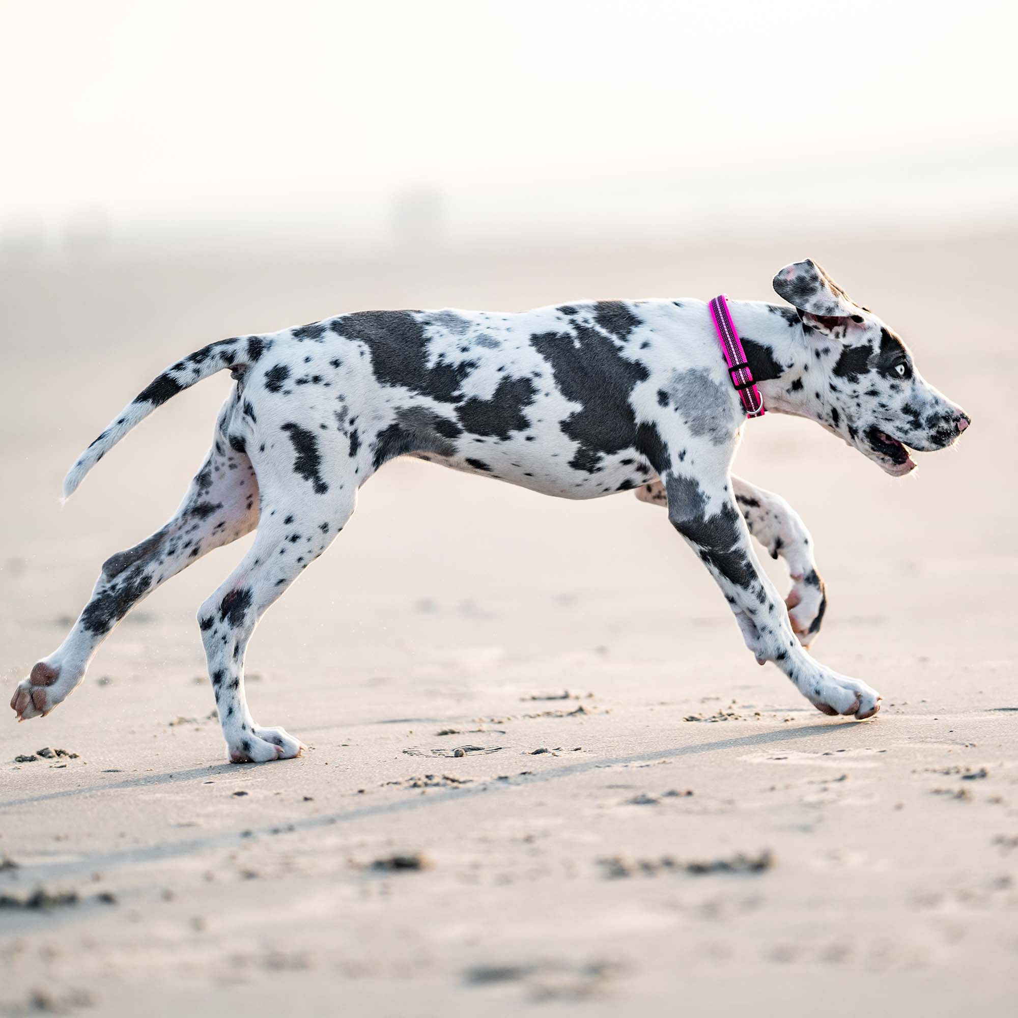 Dalmatiner mit pinken Halsband am Strand