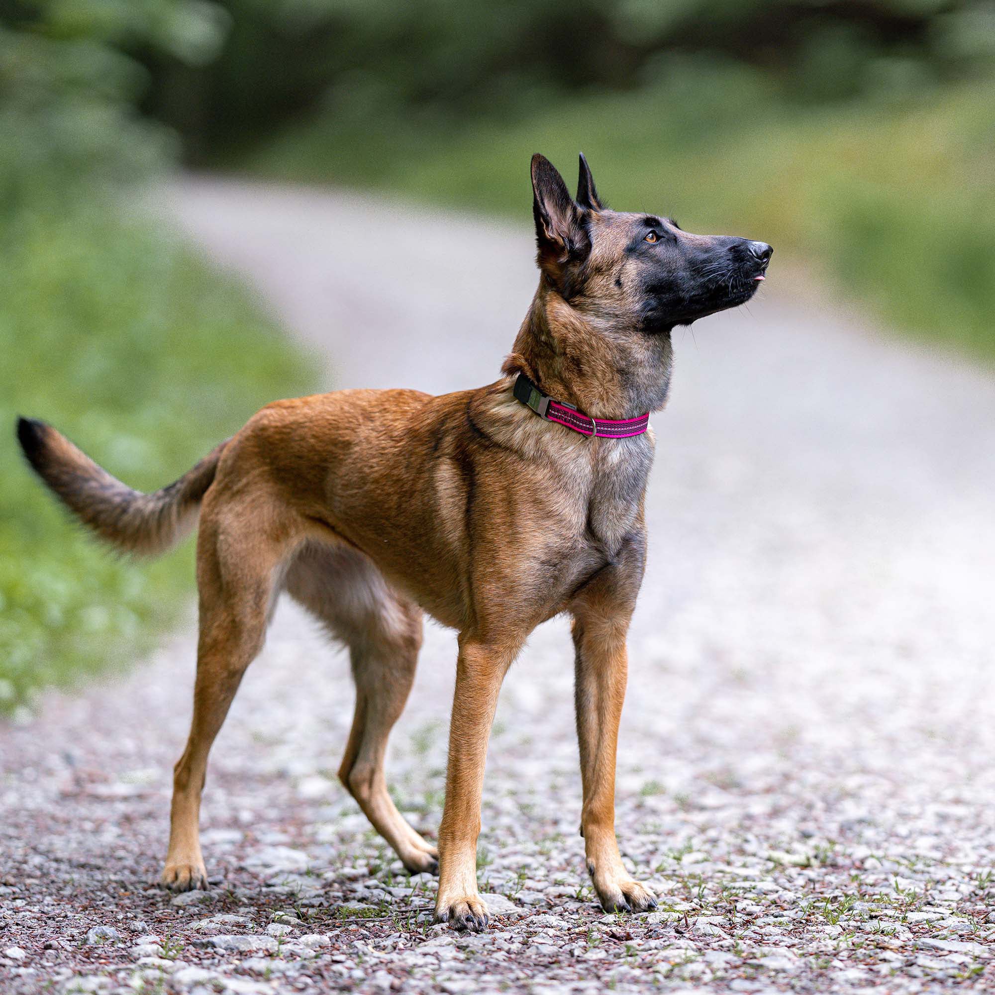 Hund mit pinken Halsband auf einem Steinweg