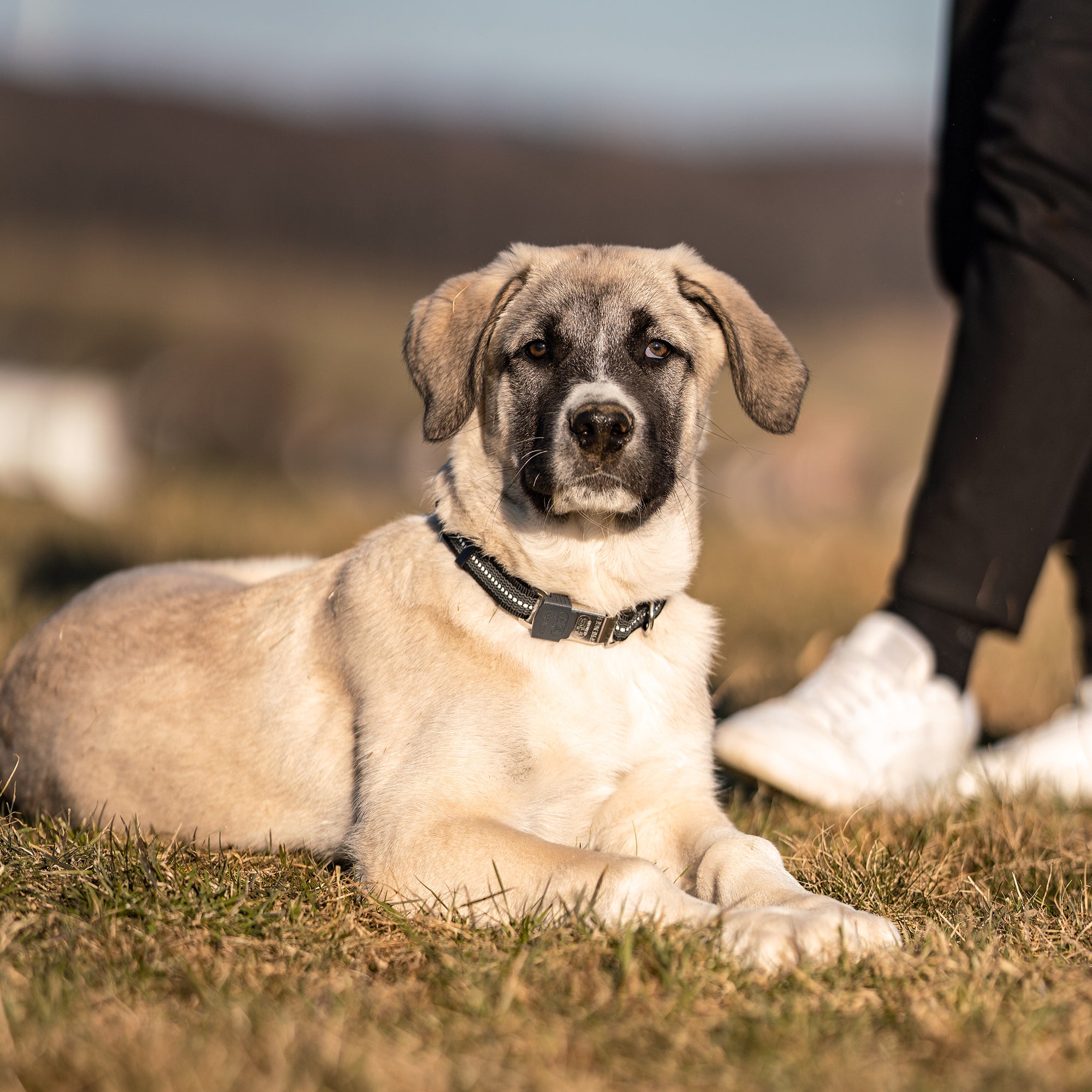 Hund mit schwarzen Halsband auf der Wiese liegend