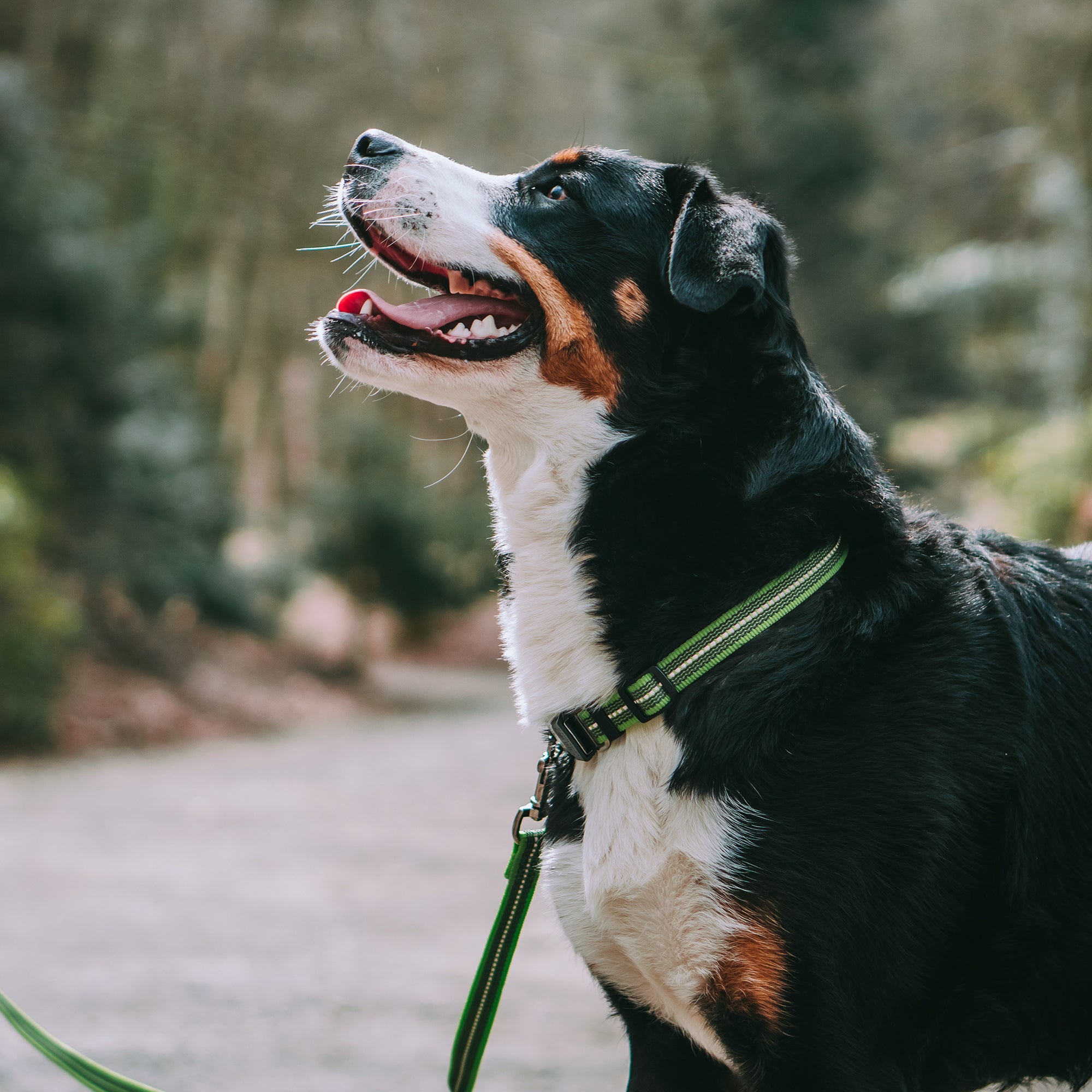 Hund mit grünen Halsband und grüner Leine