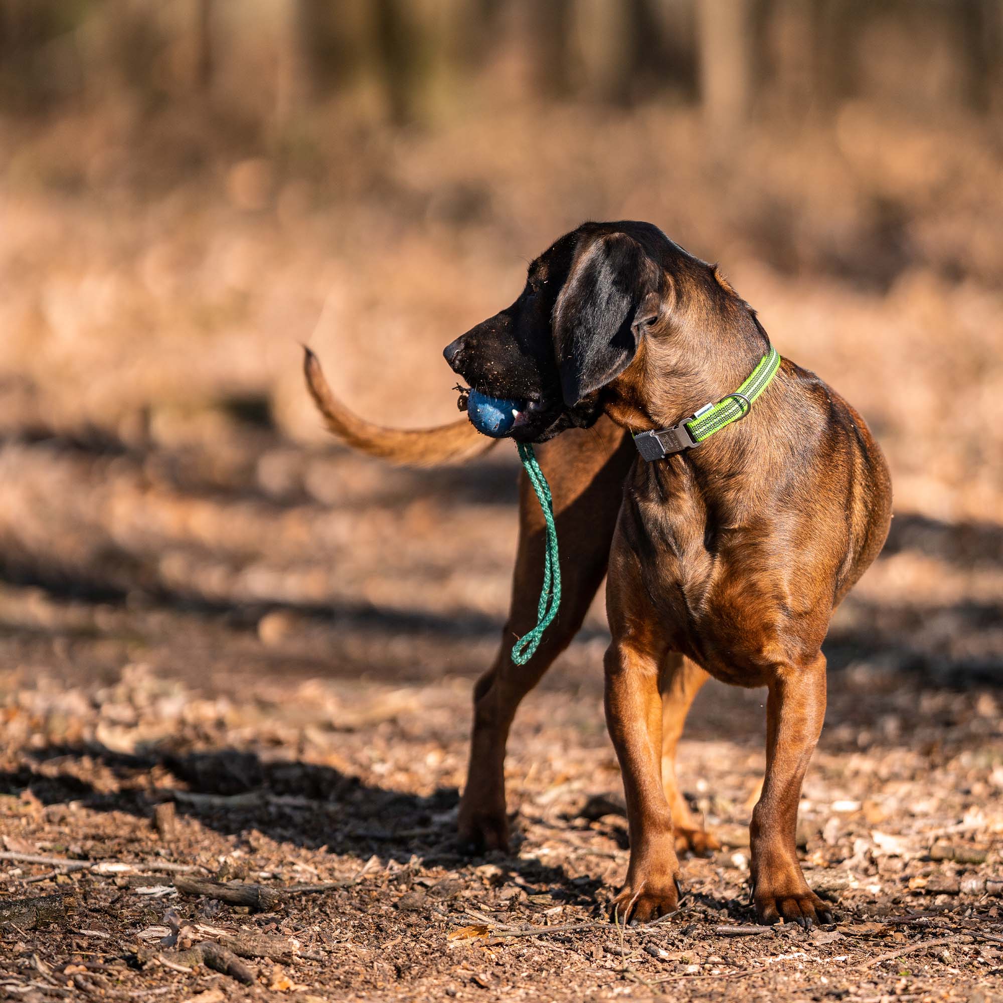 Hund mit grünen Halband und Spielball am Seil im Wald