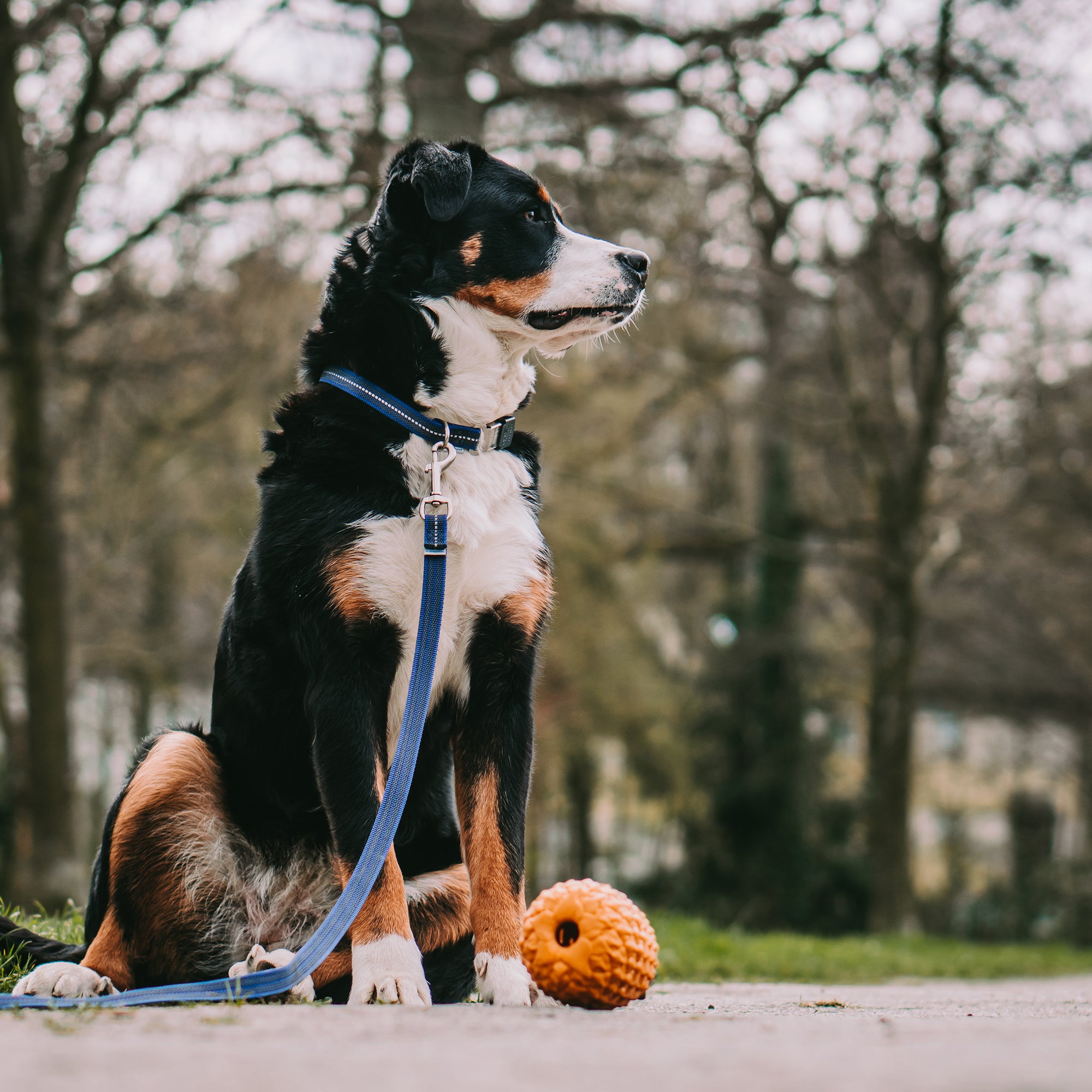 Hund mit blauen Halsband und Leine sitzend