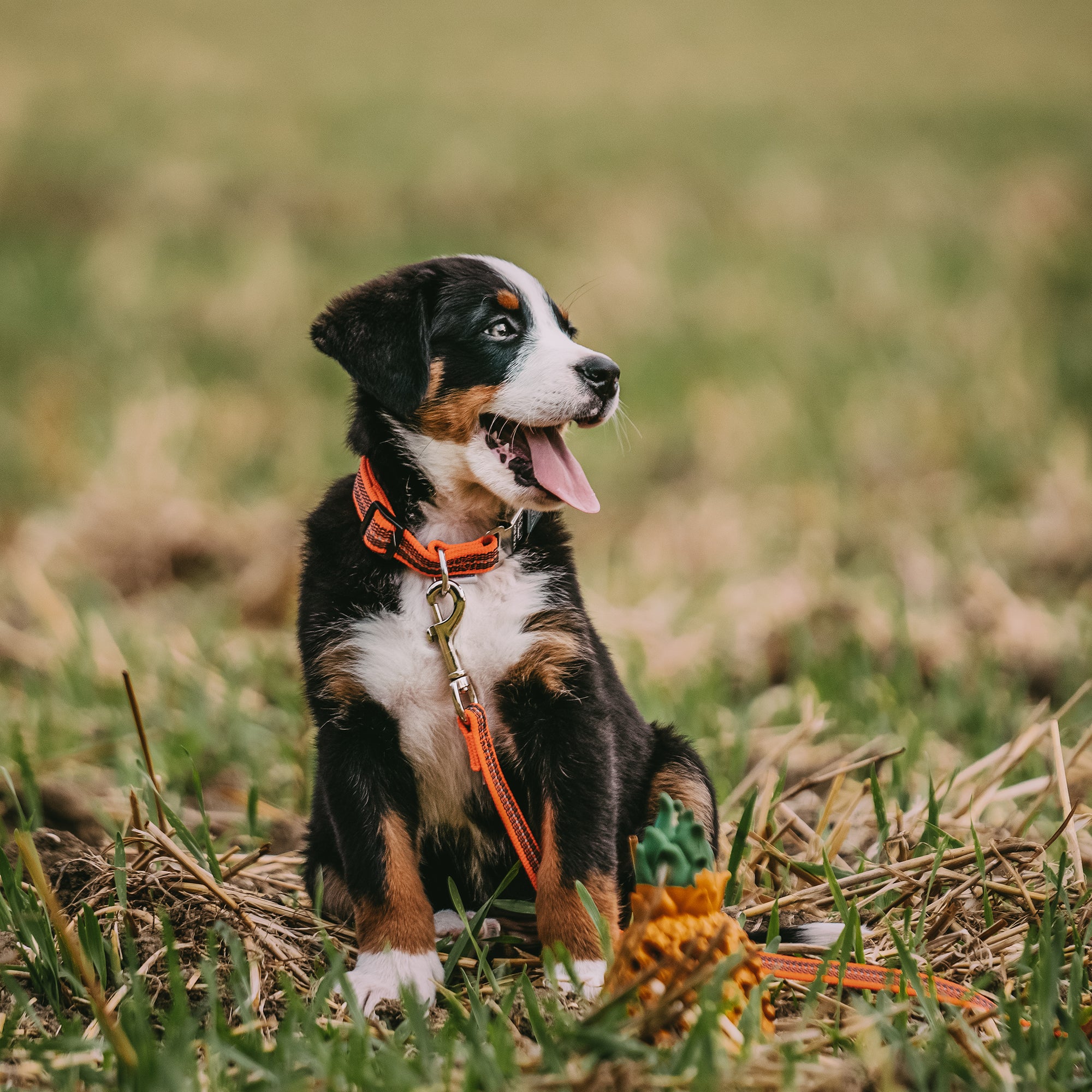 Welpe mit orangenen Halsband und orangener Leine au der Wiese