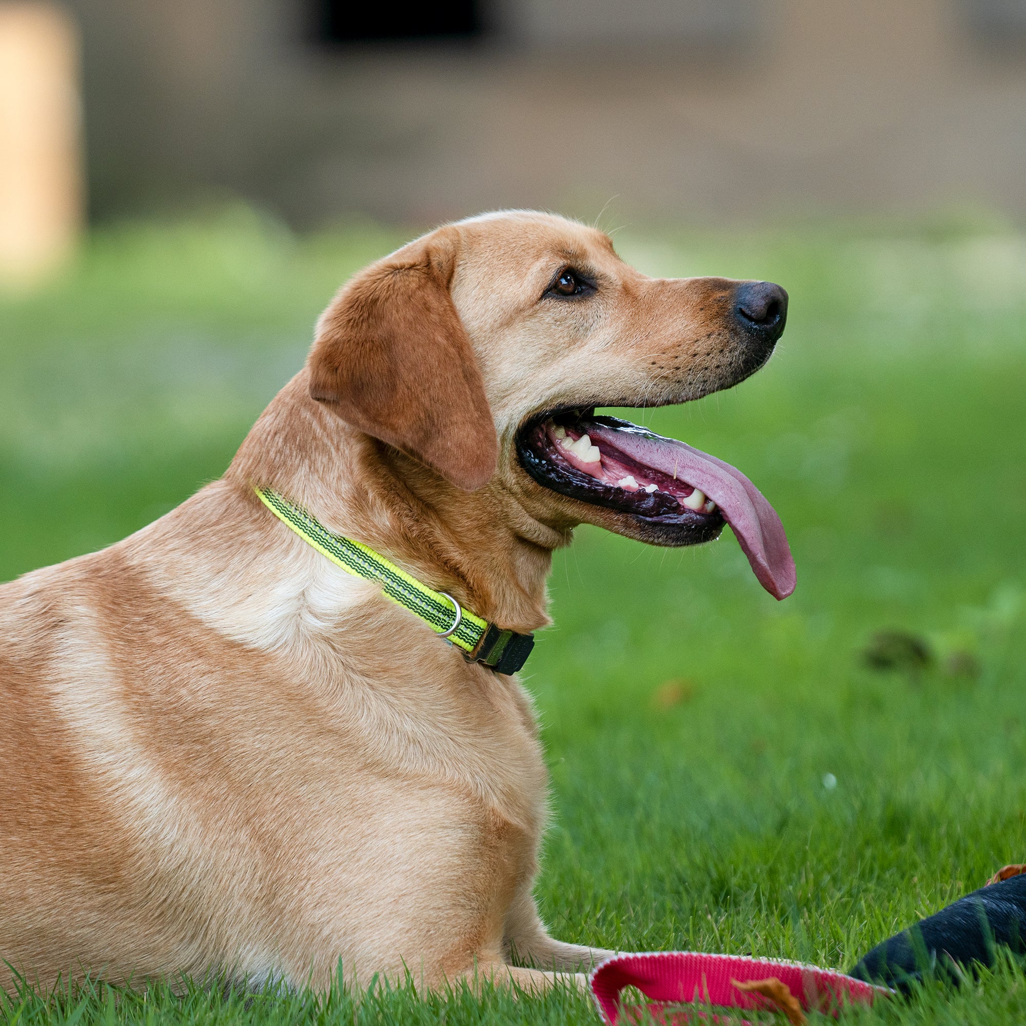 Hund mit neon gelben Halsband auf der Wiese liegend