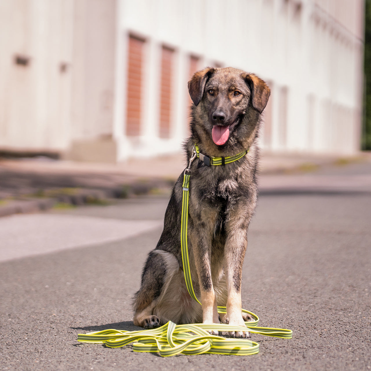 Hund mit neongelben Halsband und Leine sitzend
