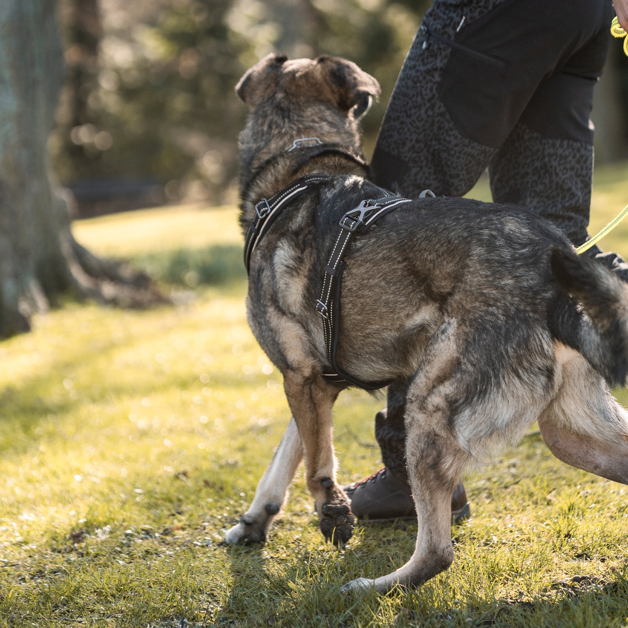 Hund mit schwarzen Y-Geschirr im Park