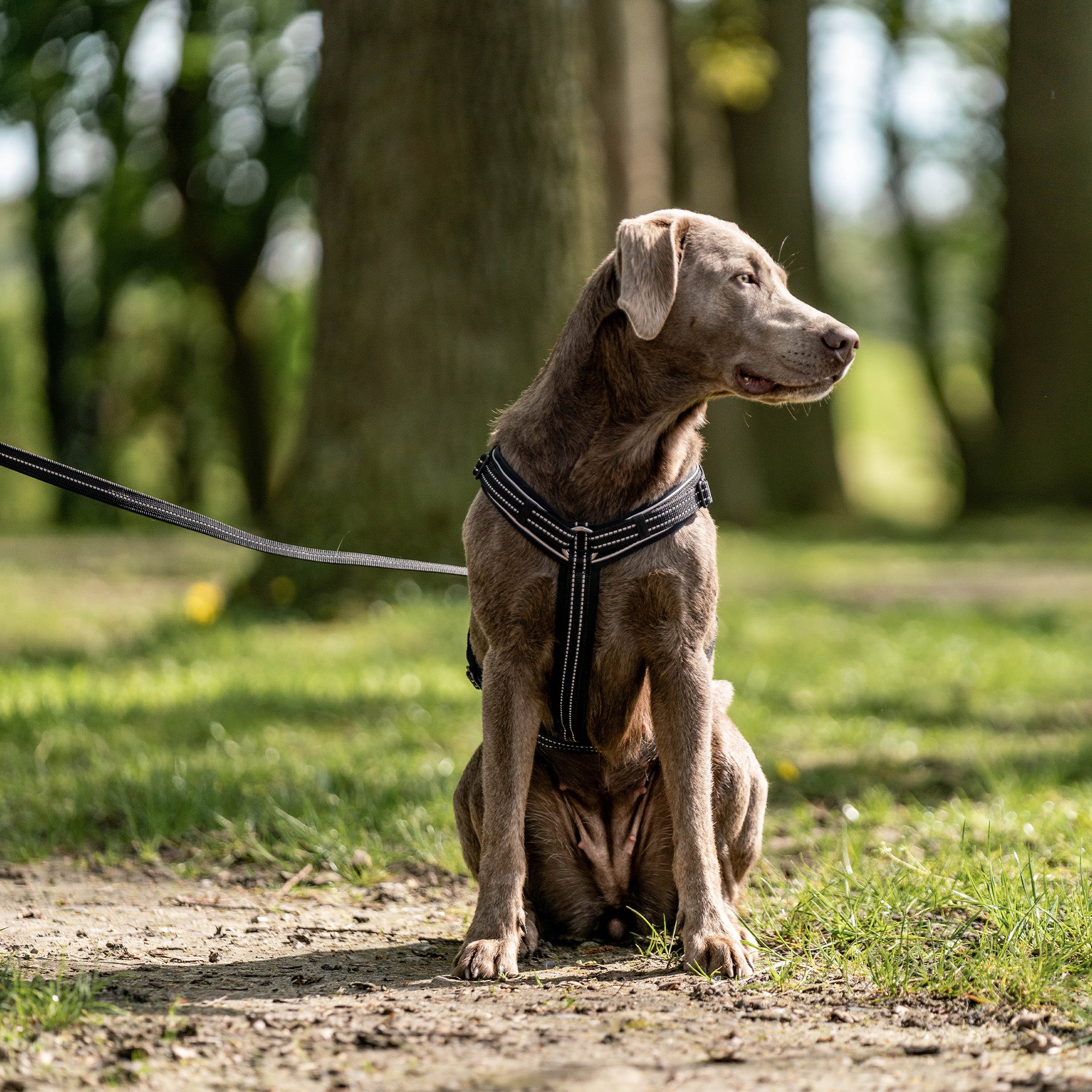 Hund mit schwarzen Y-Geschirr und schwarzer Leine im PArk