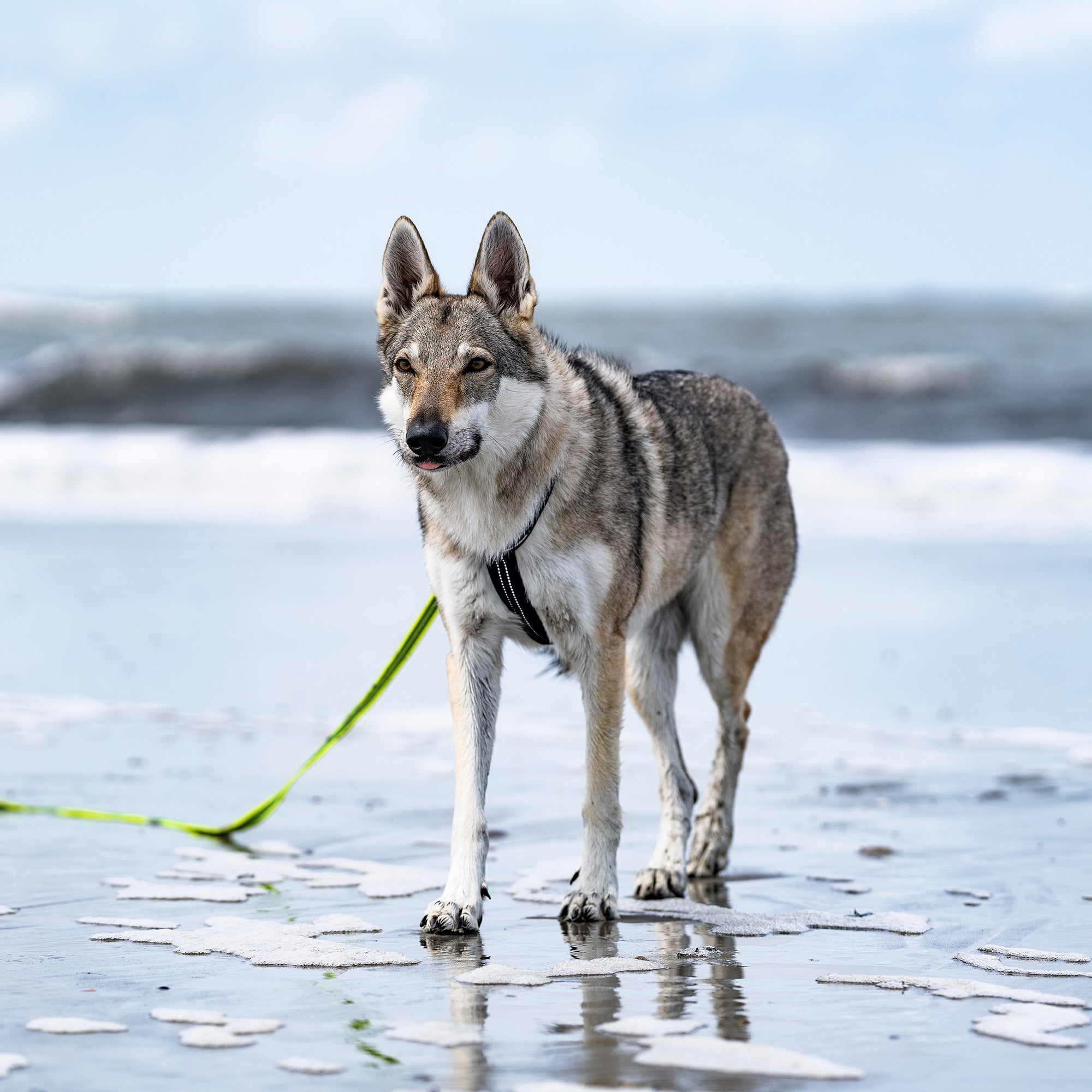 Hund mit schwarzen Y-Geschirr an grüner Leine am Strand