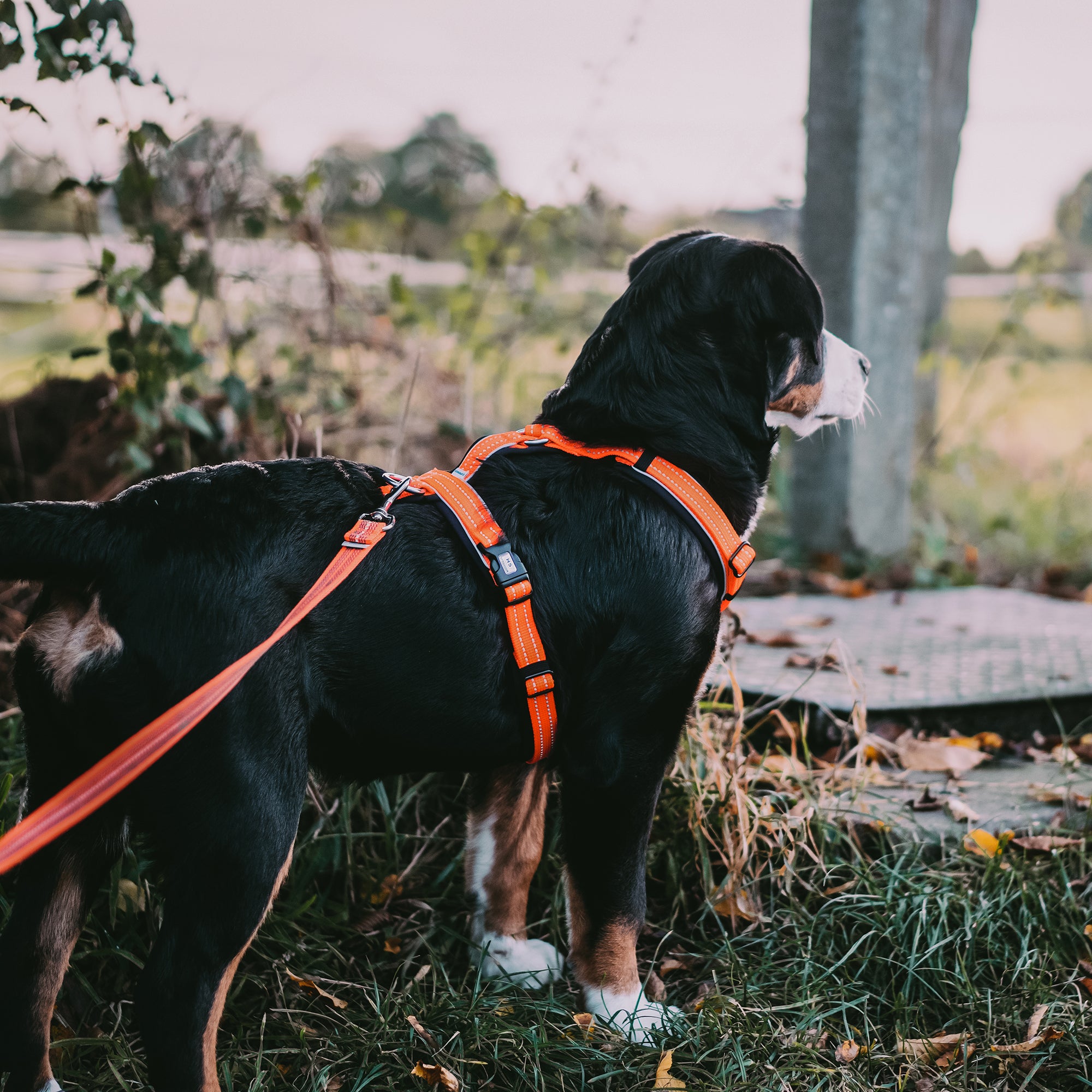 schwarzer Hund mit orangenen Y-Geschirr an orangener Leine