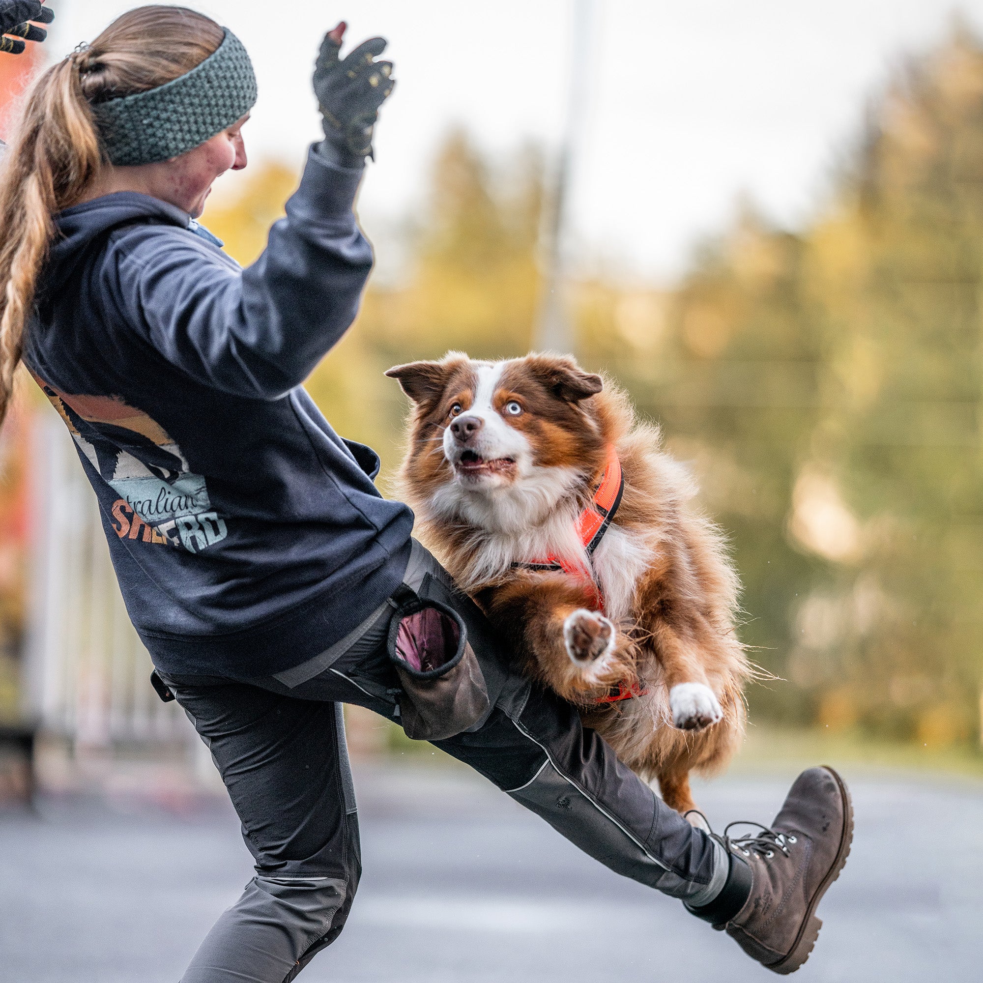 Hund mit orangenen Y-Geschirr bei Springen