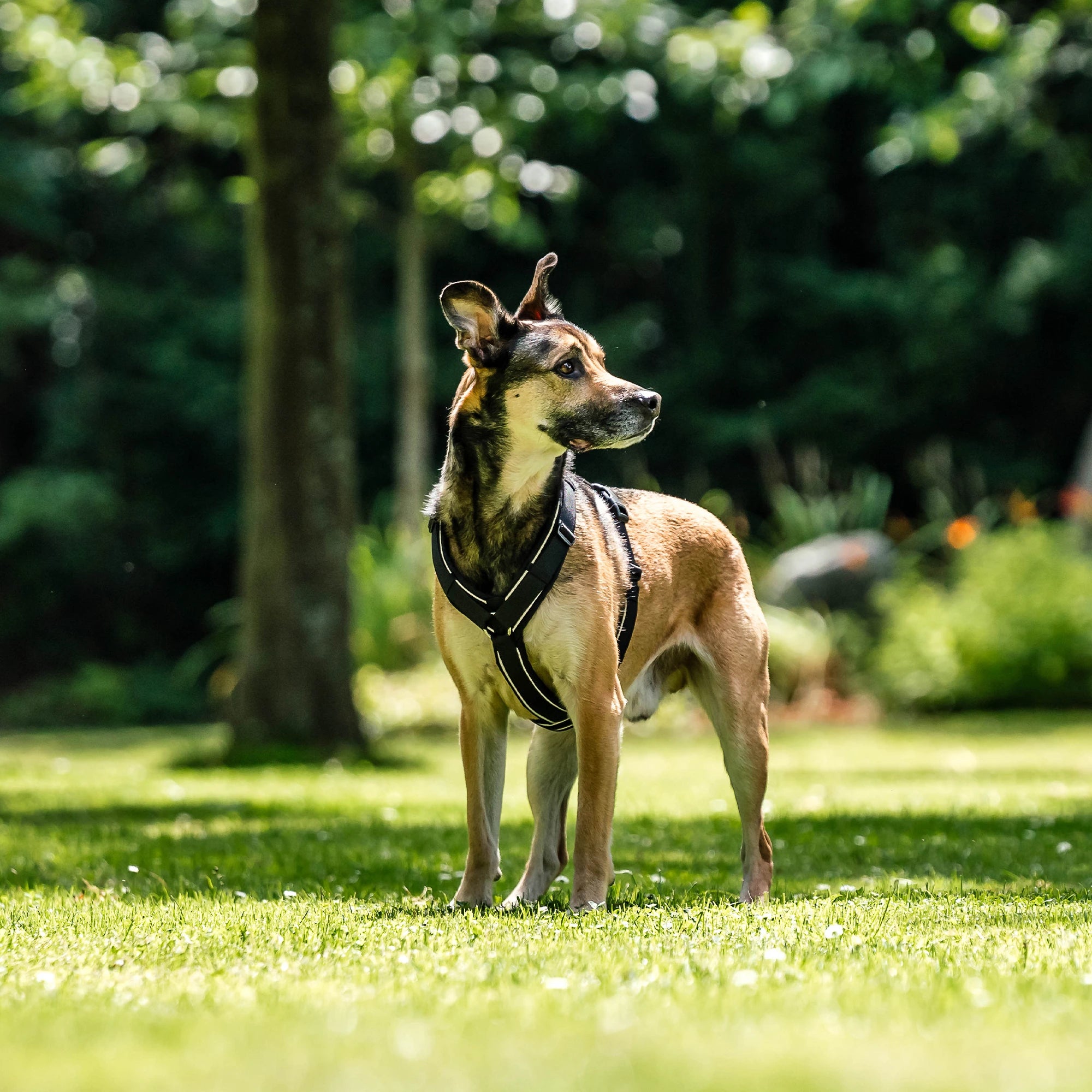 Hund mit schwarzen Y-Geschirr im Park